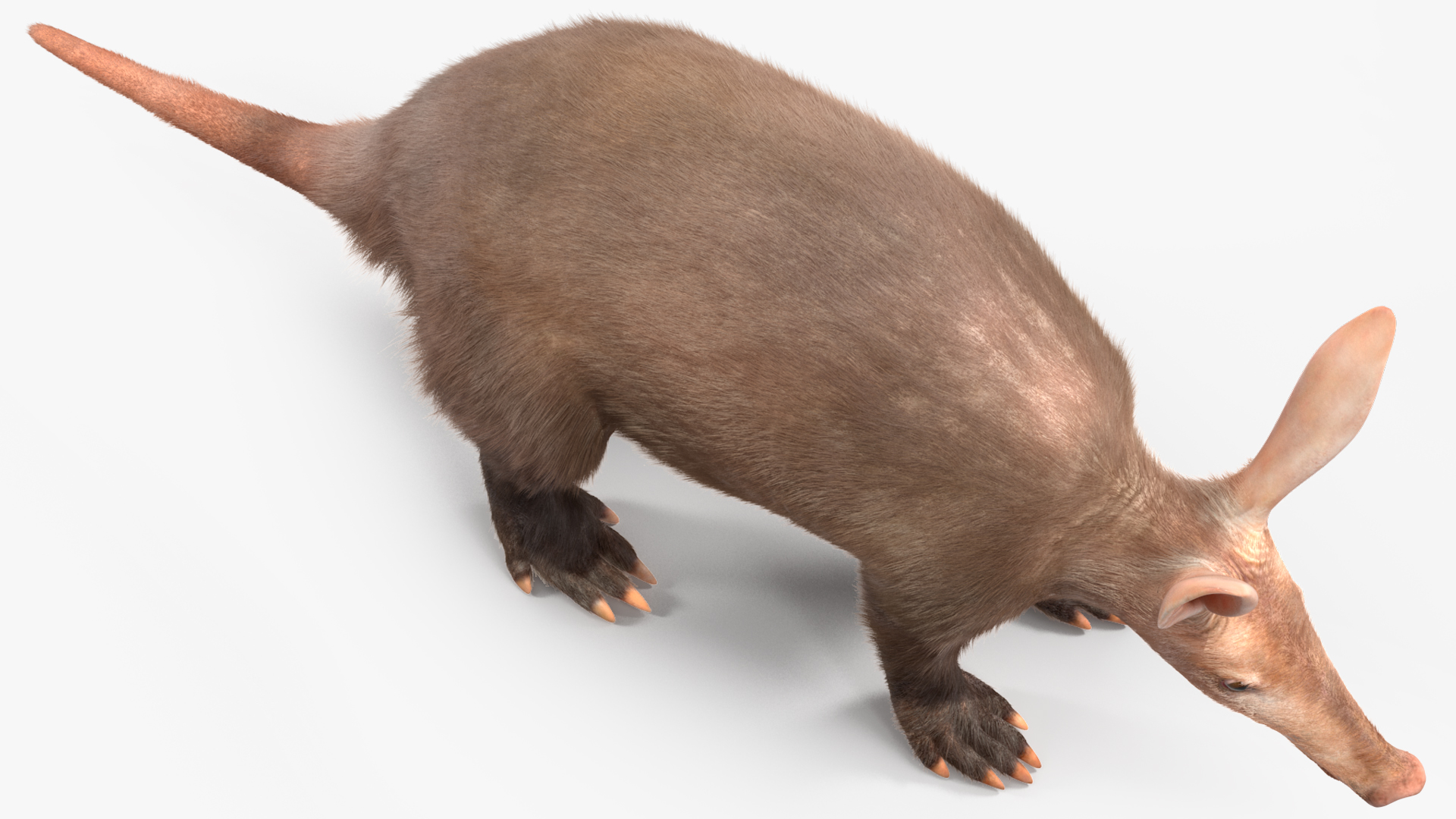 3D Orycteropus Afer Basic Pose Fur