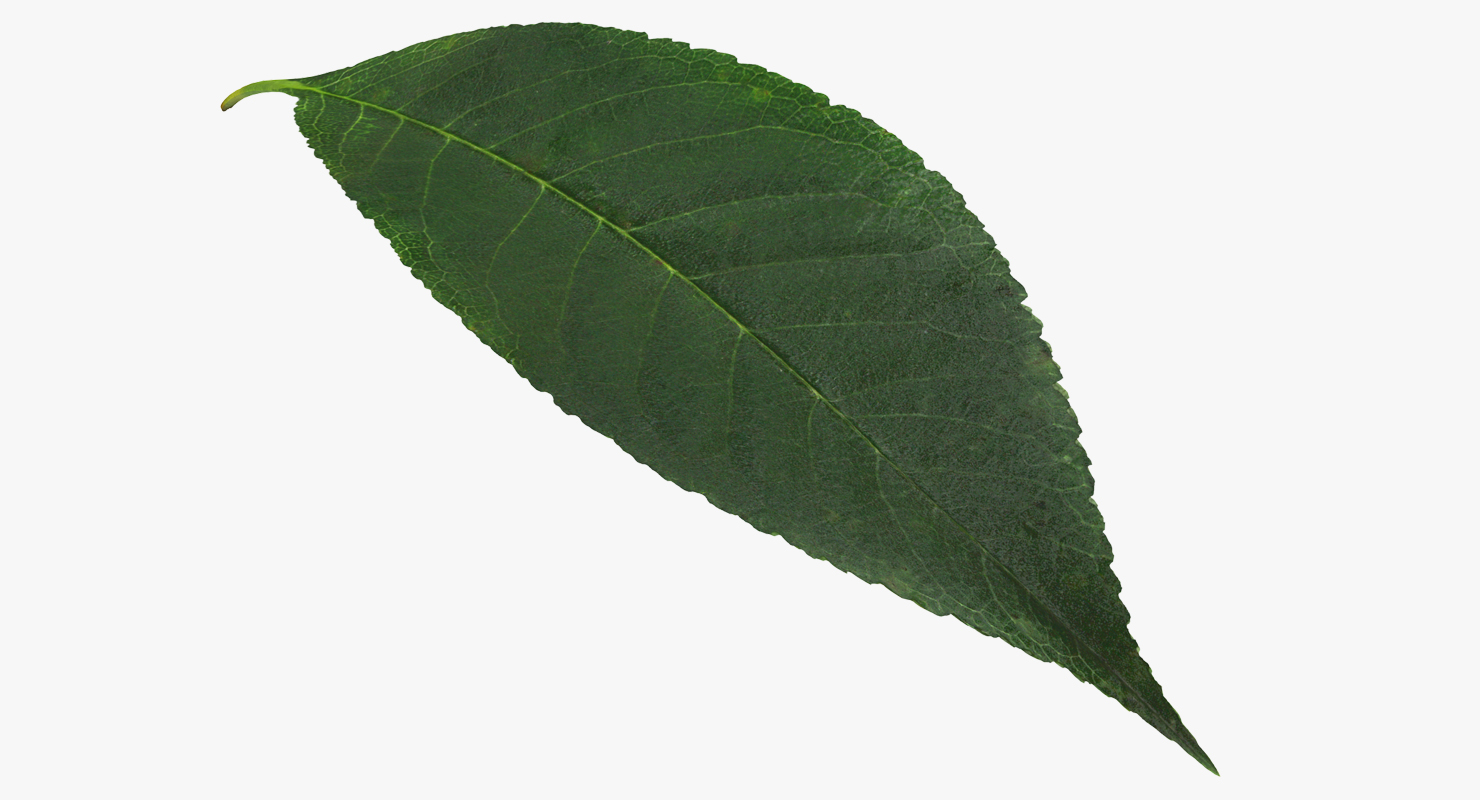 3D Cherry Leaf