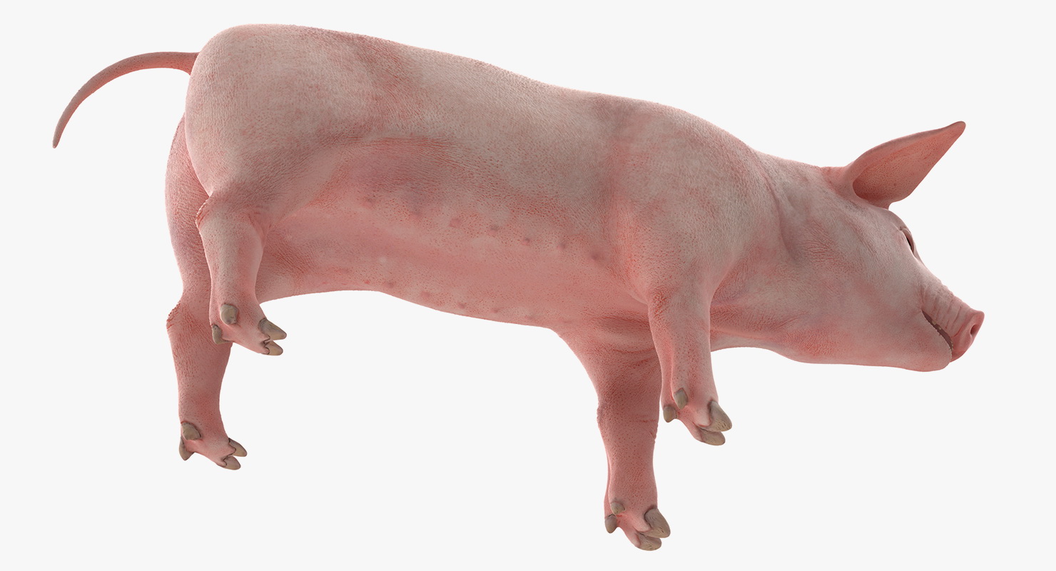 Pig Piglet Landrace 3D model