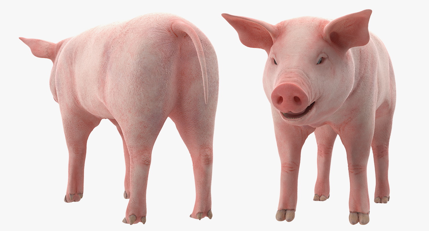Pig Piglet Landrace 3D model