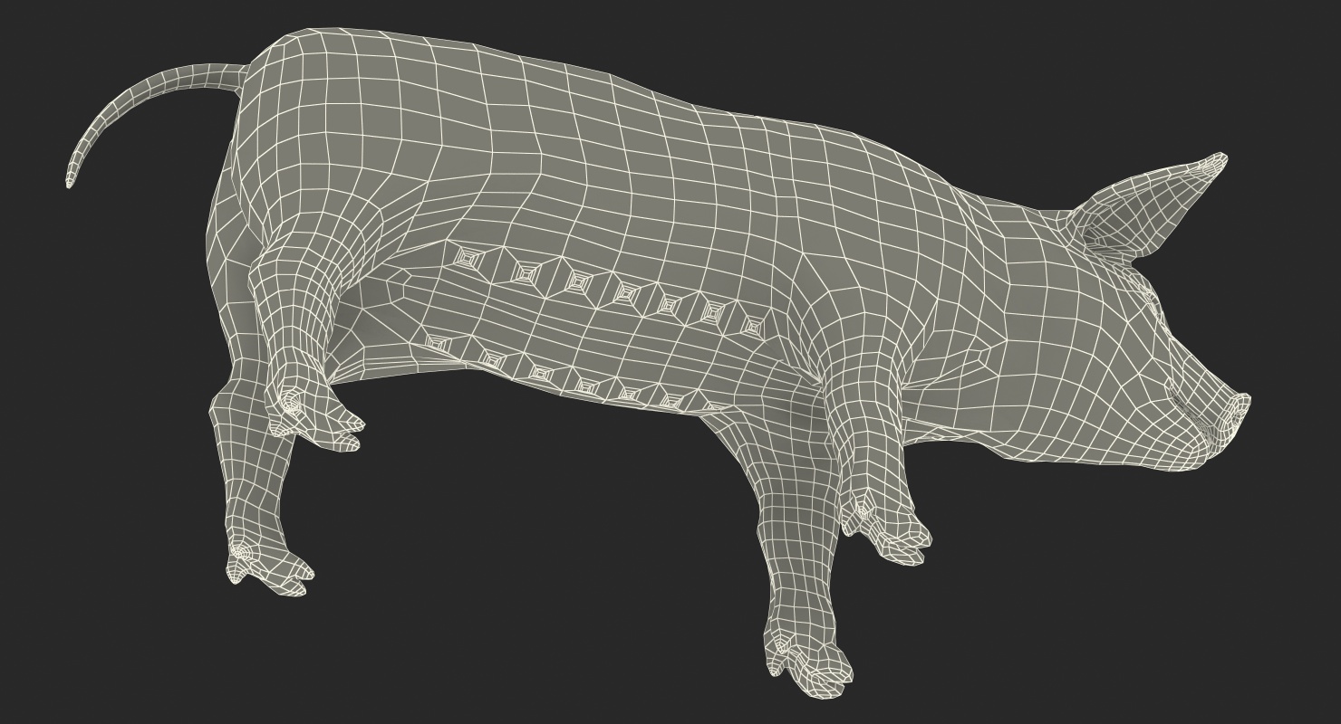 Pig Piglet Landrace 3D model