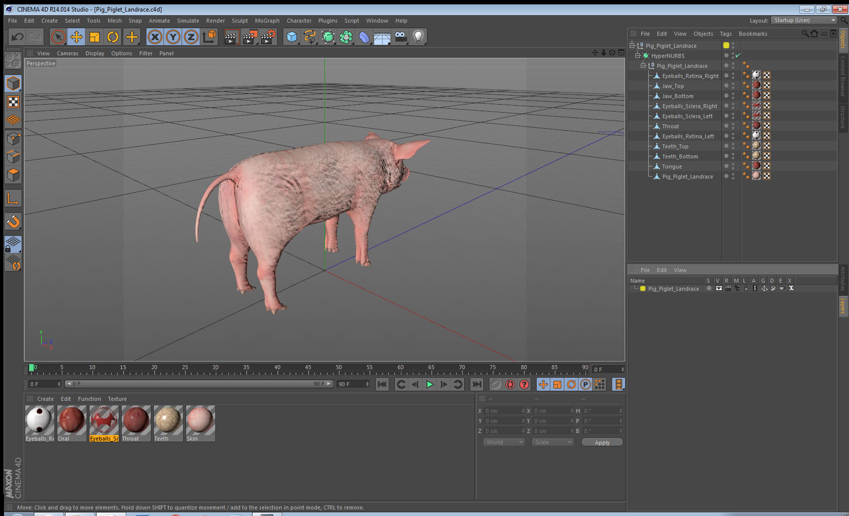 Pig Piglet Landrace 3D model
