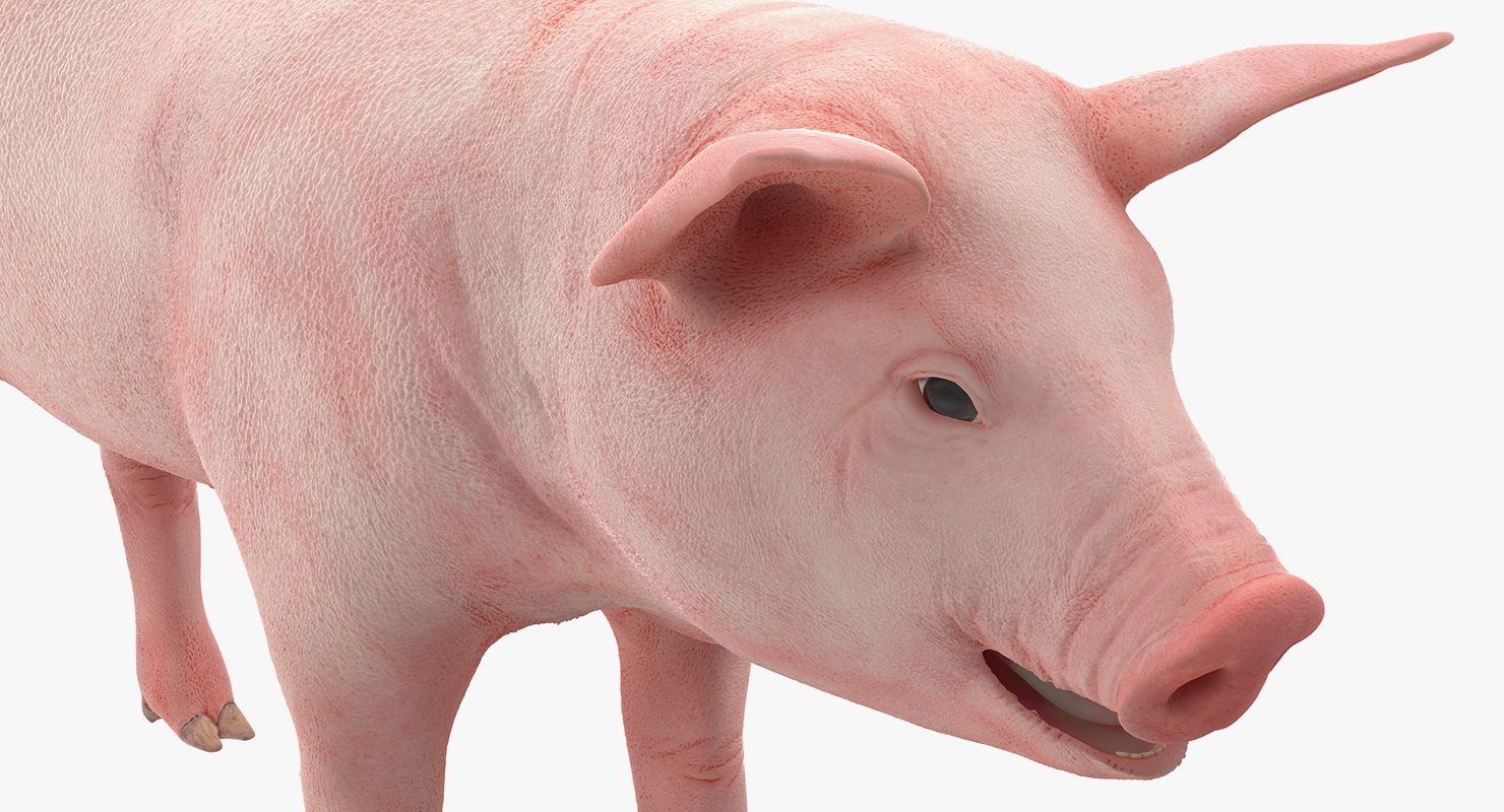 Pig Piglet Landrace 3D model