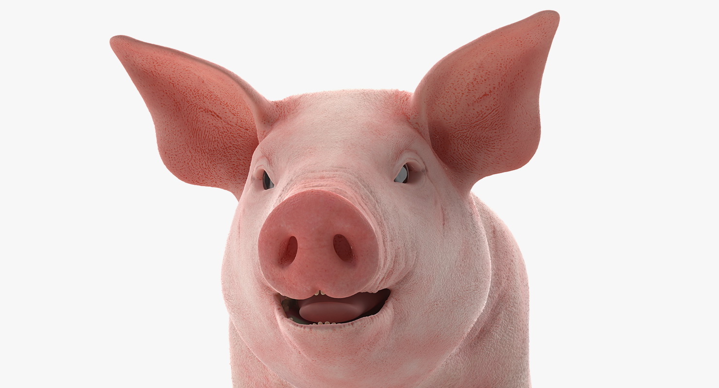 Pig Piglet Landrace 3D model