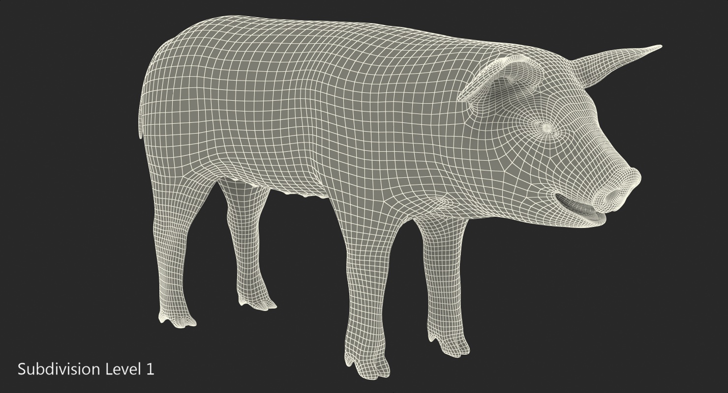 Pig Piglet Landrace 3D model