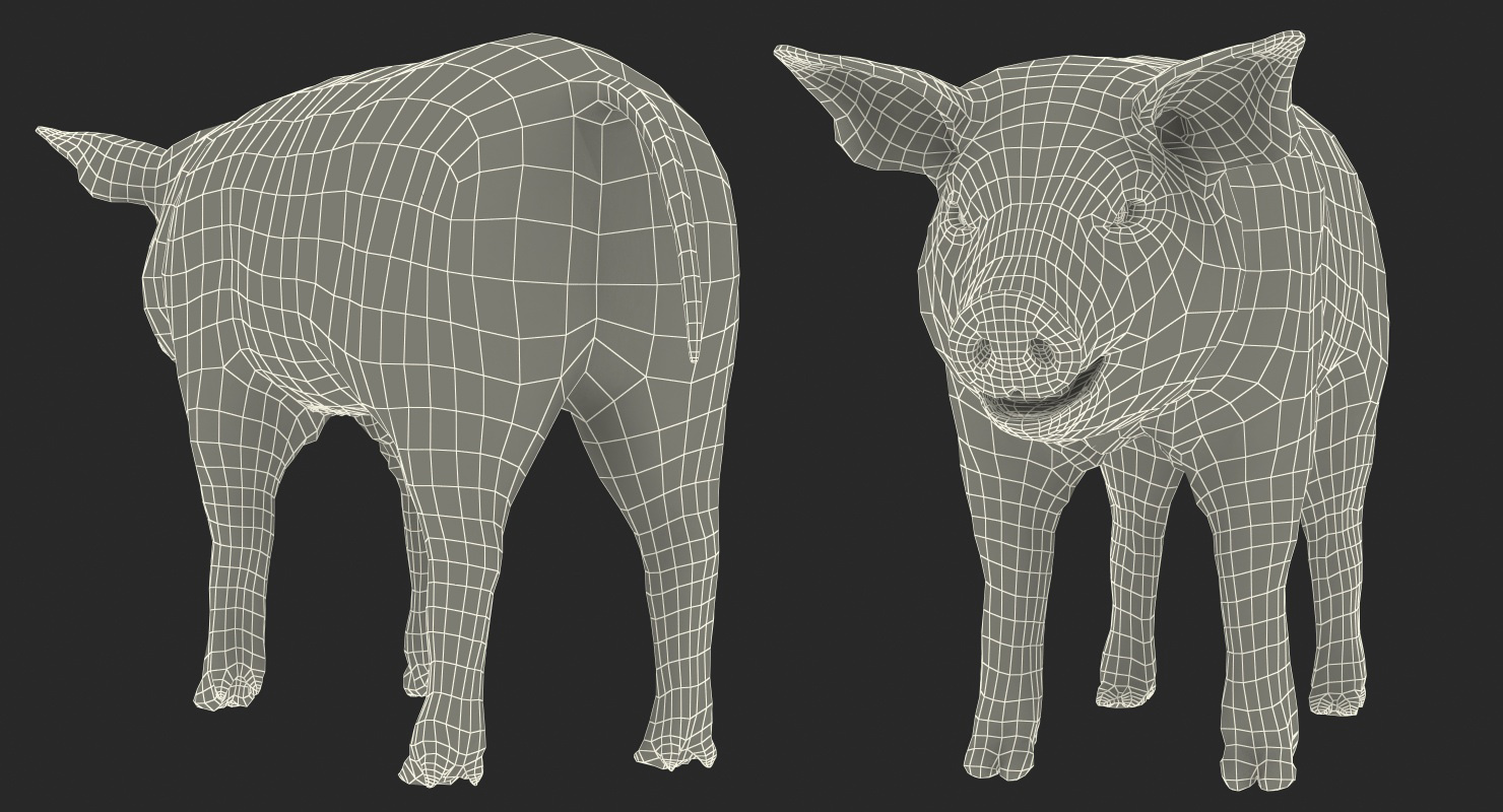 Pig Piglet Landrace 3D model