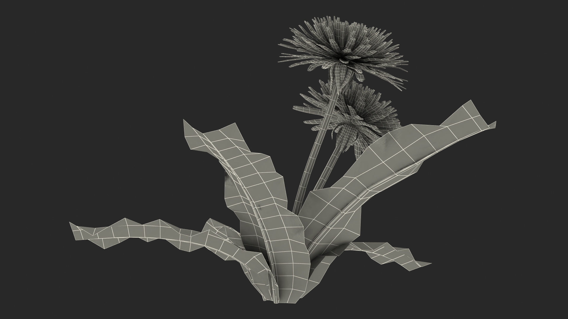 3D model Blooming Dandelion Flower
