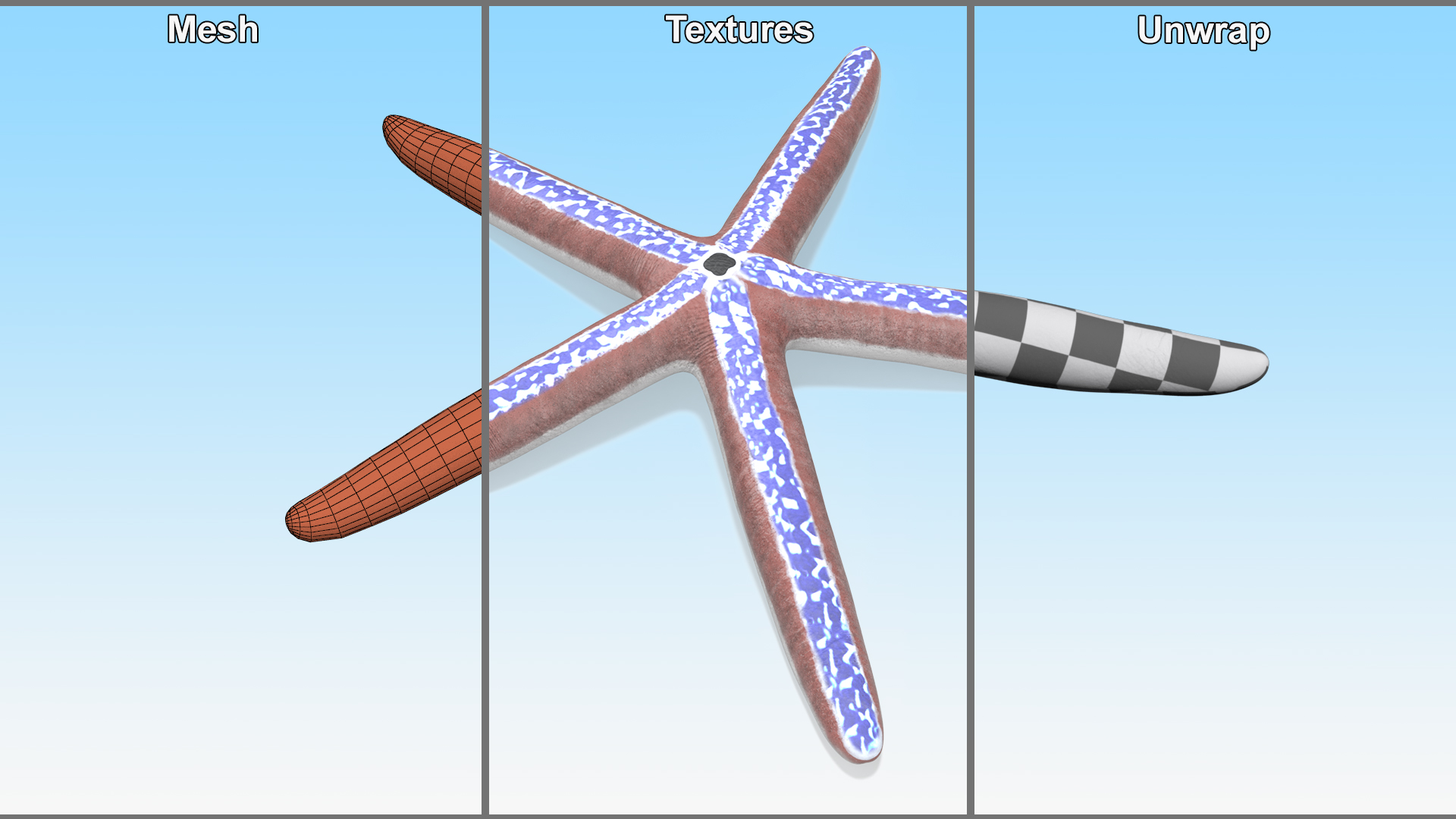 3D Phataria Unifascialis