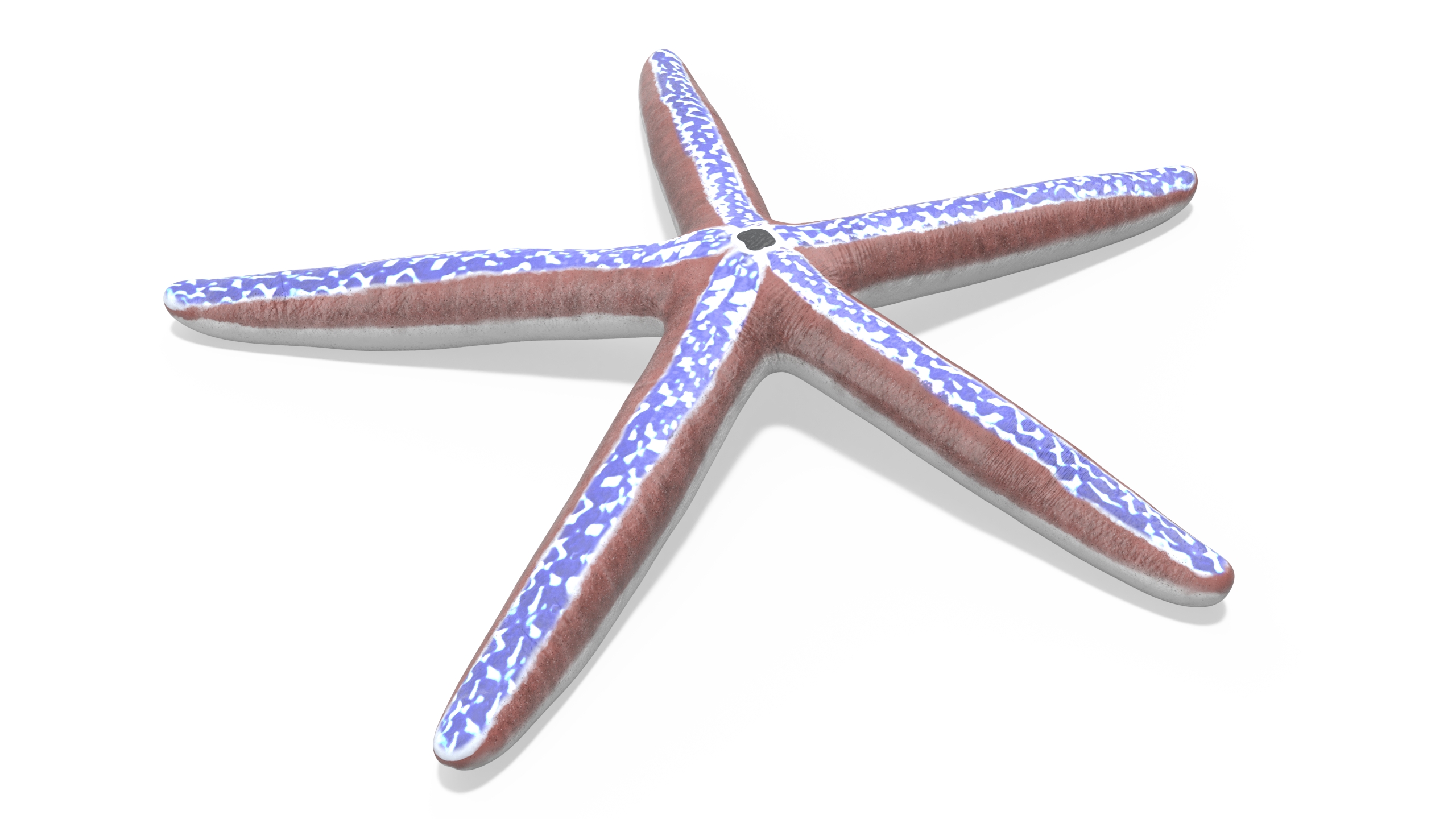 3D Phataria Unifascialis