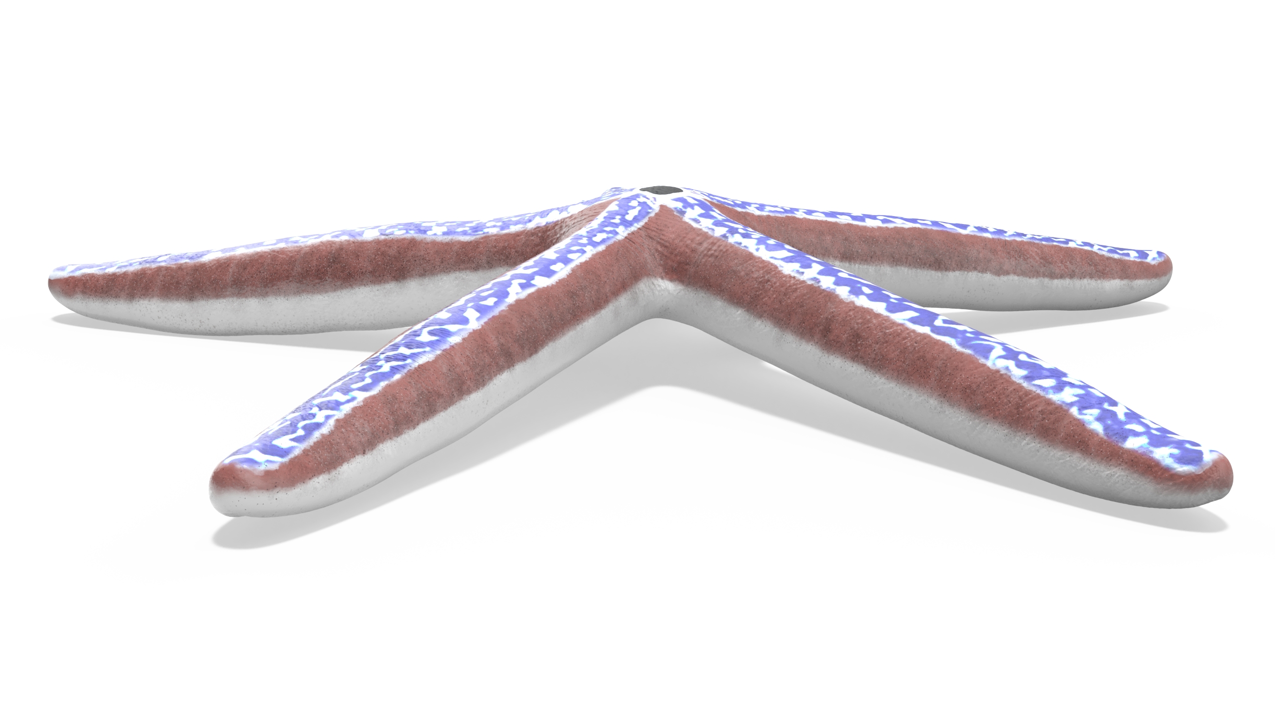 3D Phataria Unifascialis