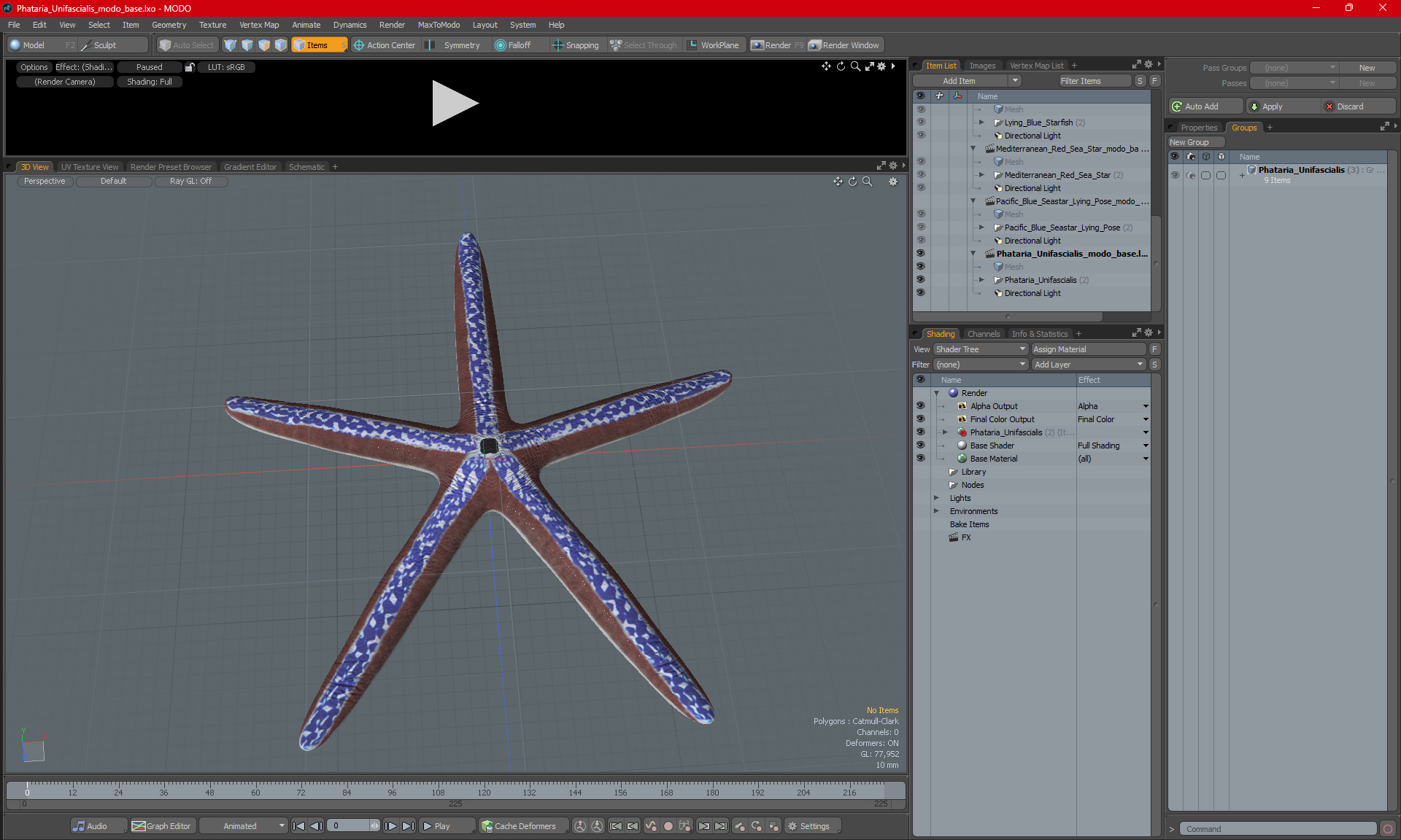 3D Phataria Unifascialis