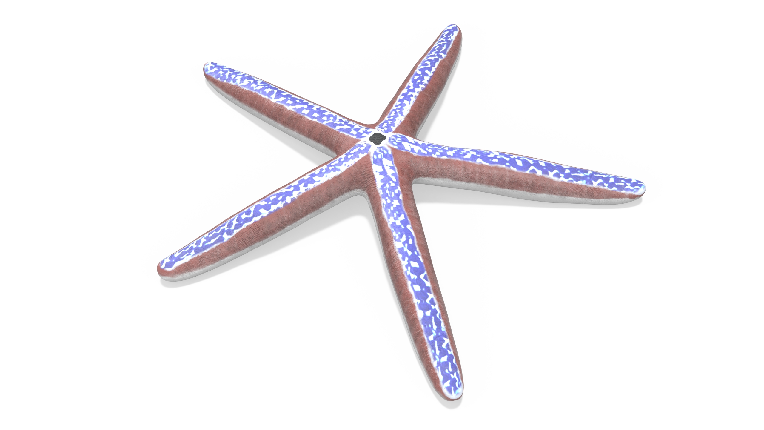 3D Phataria Unifascialis