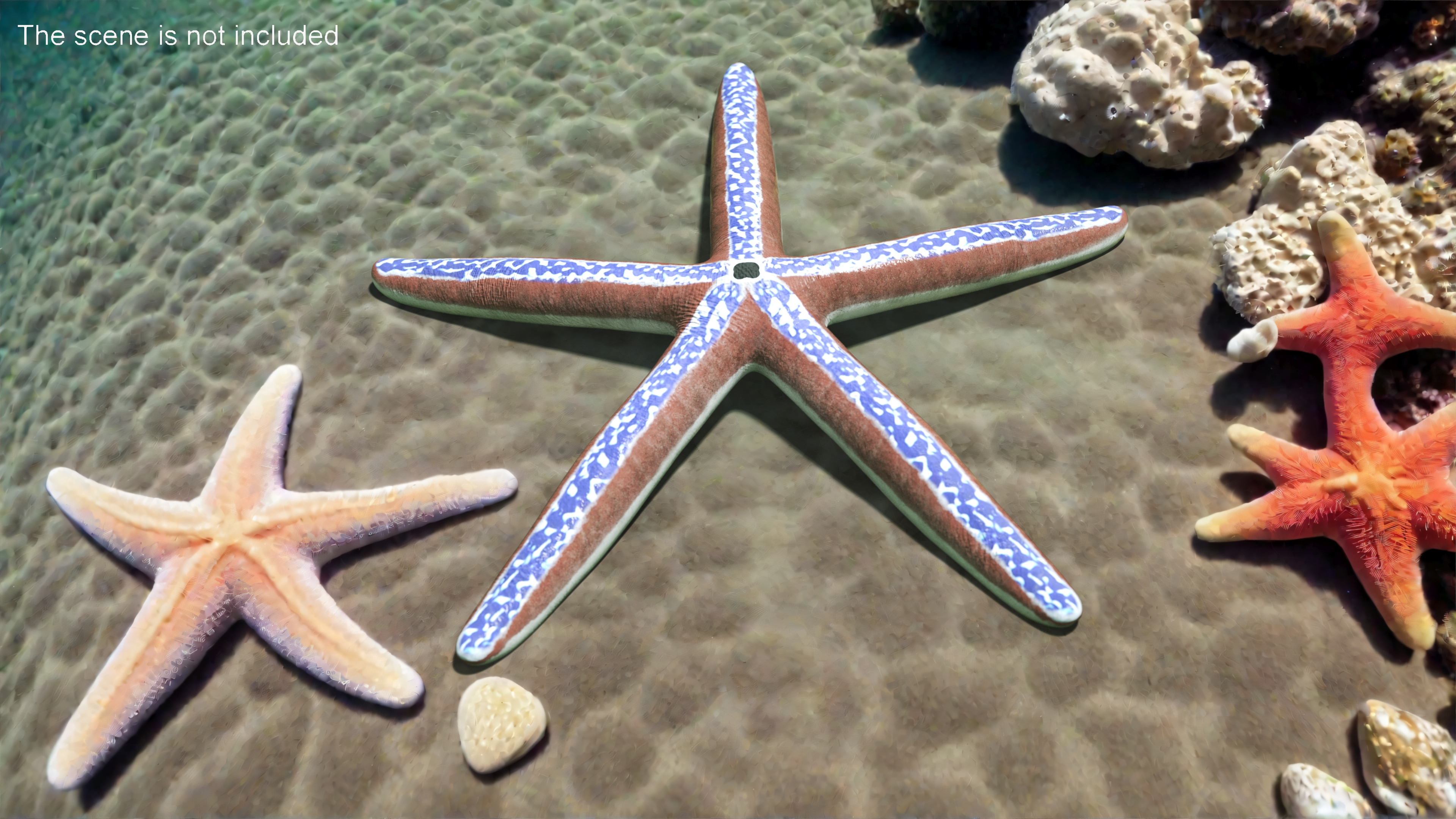 3D Phataria Unifascialis