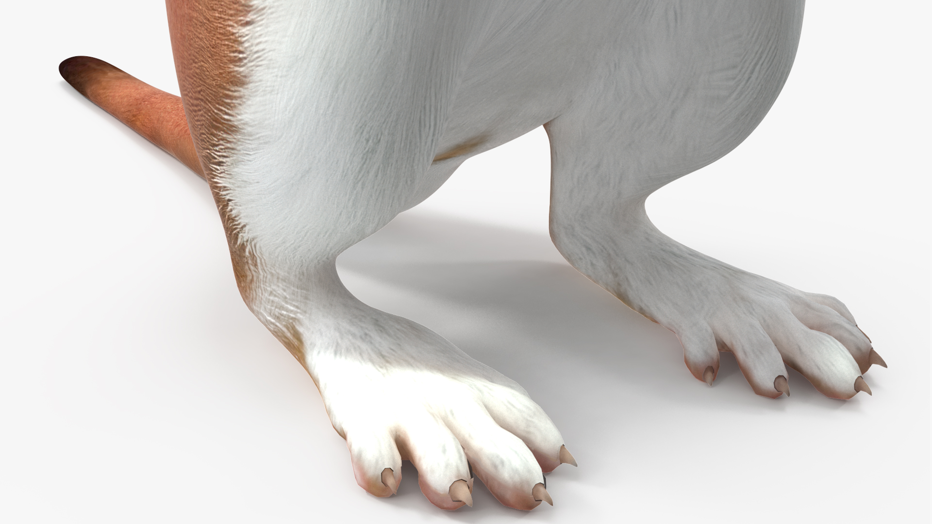 3D model Beringian Stoat Brown Standing Pose