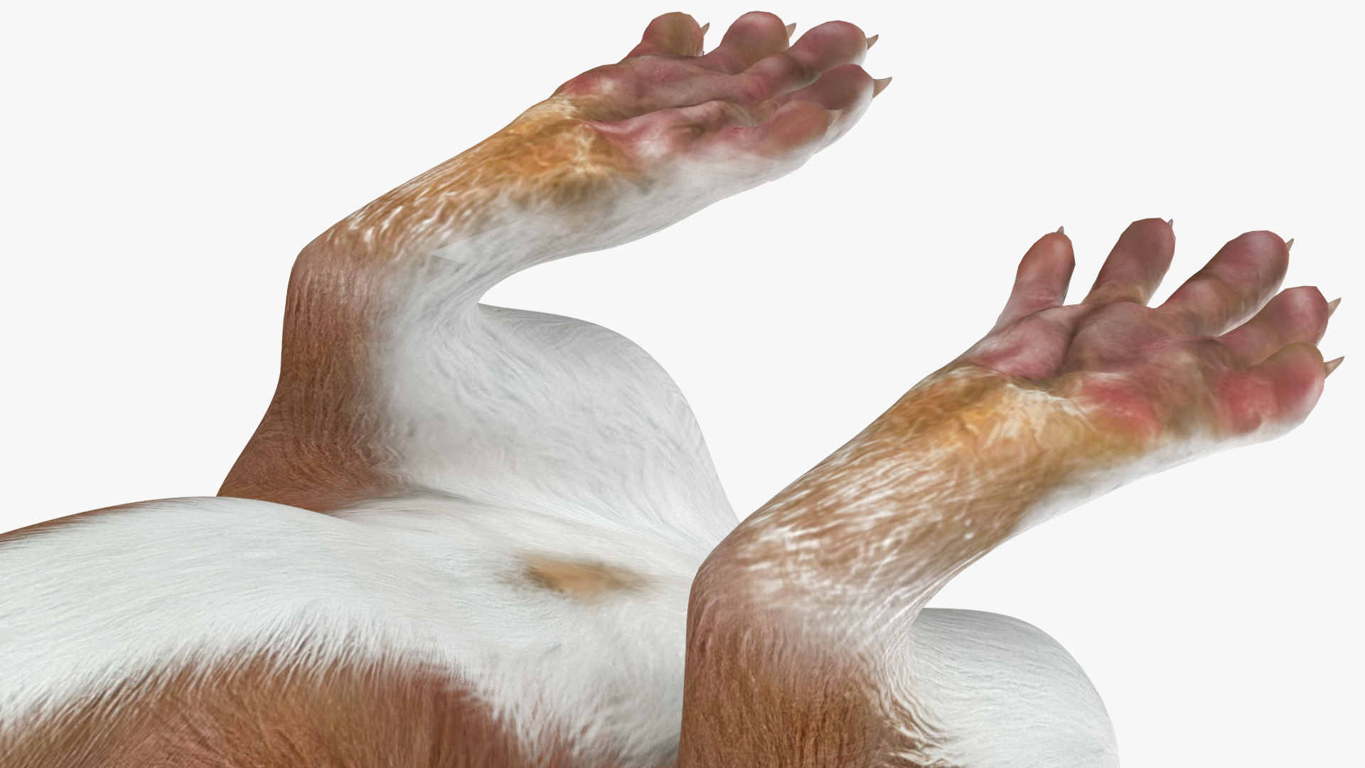 3D model Beringian Stoat Brown Standing Pose