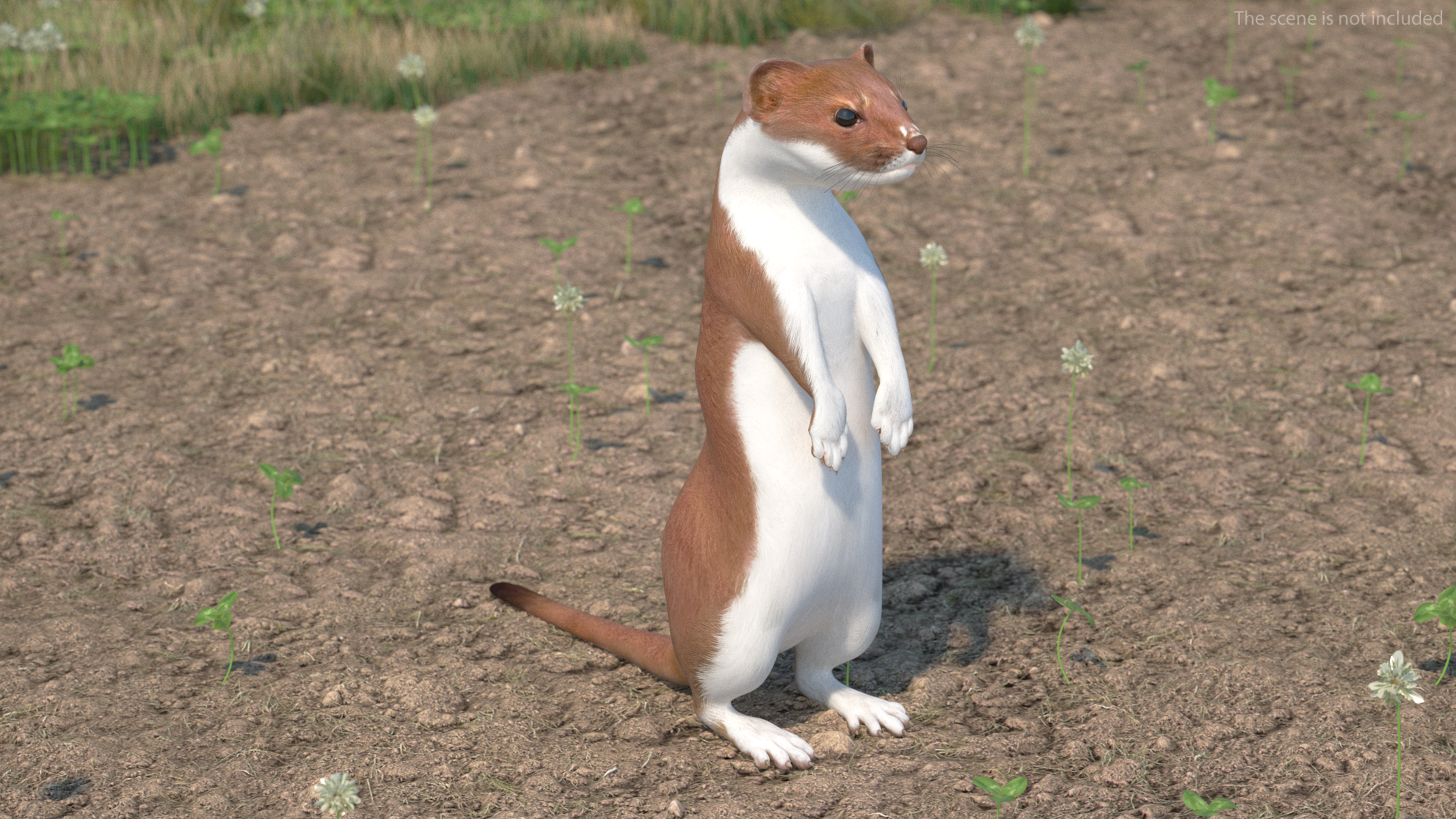 3D model Beringian Stoat Brown Standing Pose
