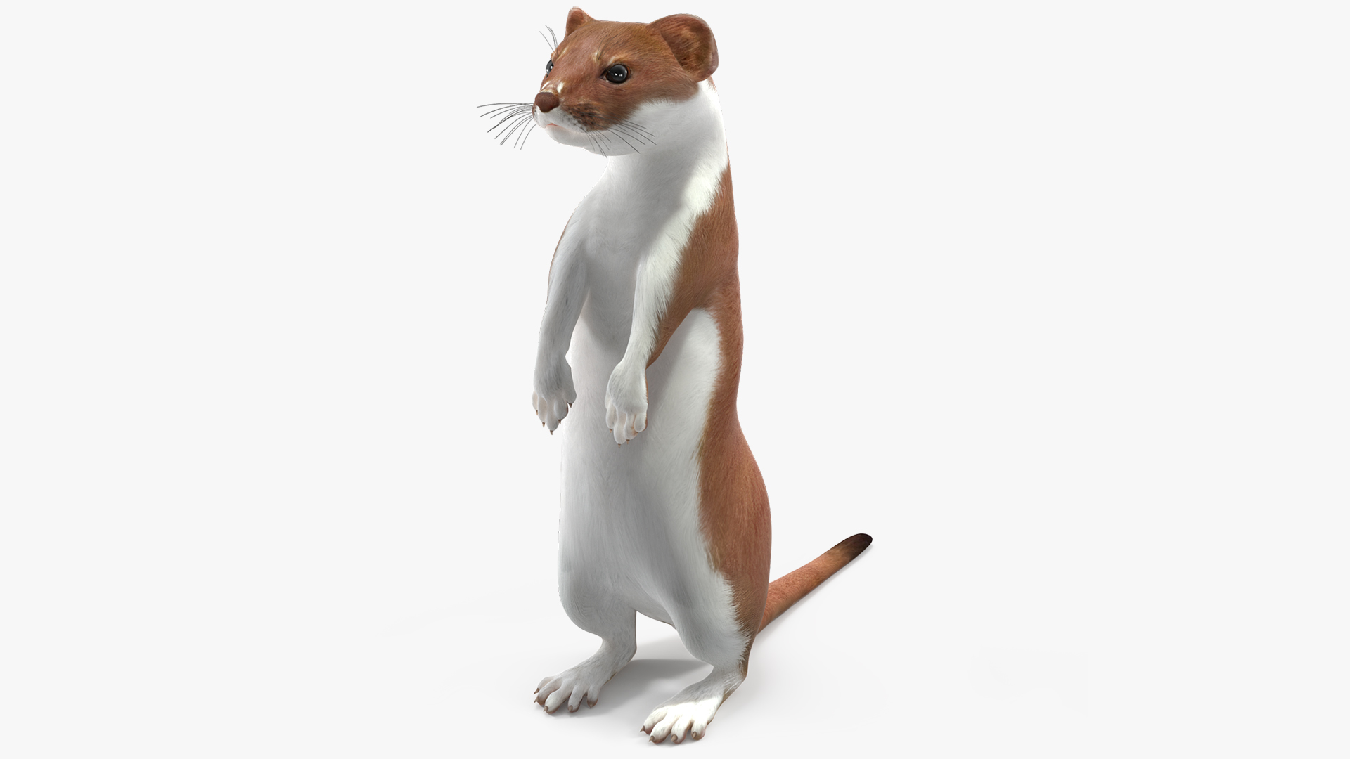3D model Beringian Stoat Brown Standing Pose