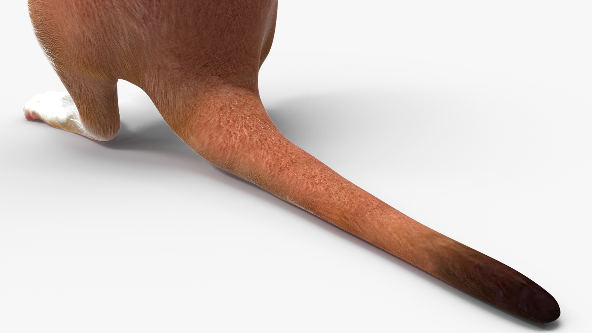 3D model Beringian Stoat Brown Standing Pose