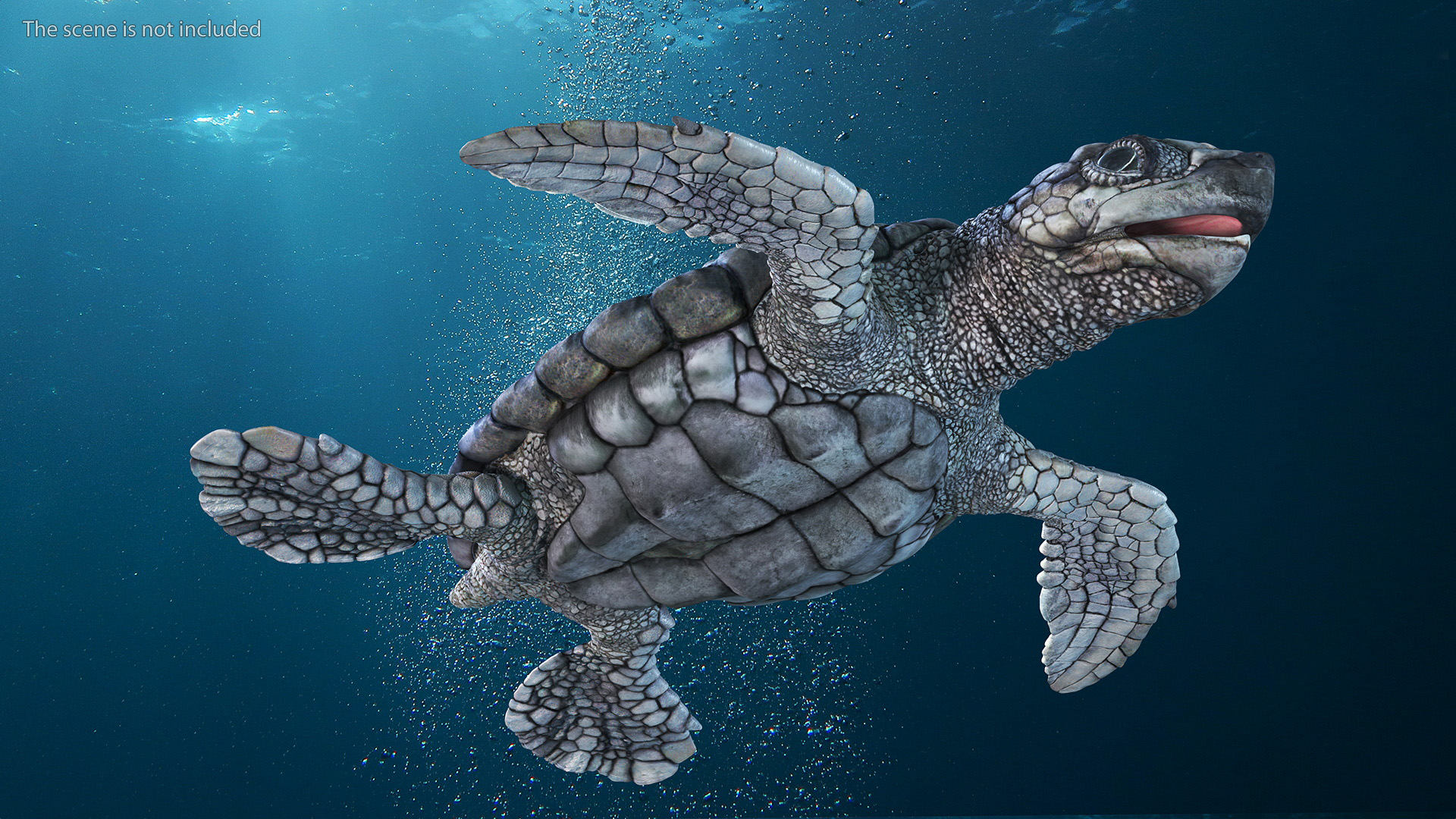 3D model Baby Sea Turtle Gray