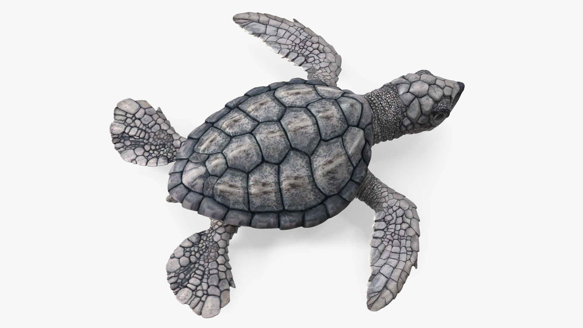 3D model Baby Sea Turtle Gray