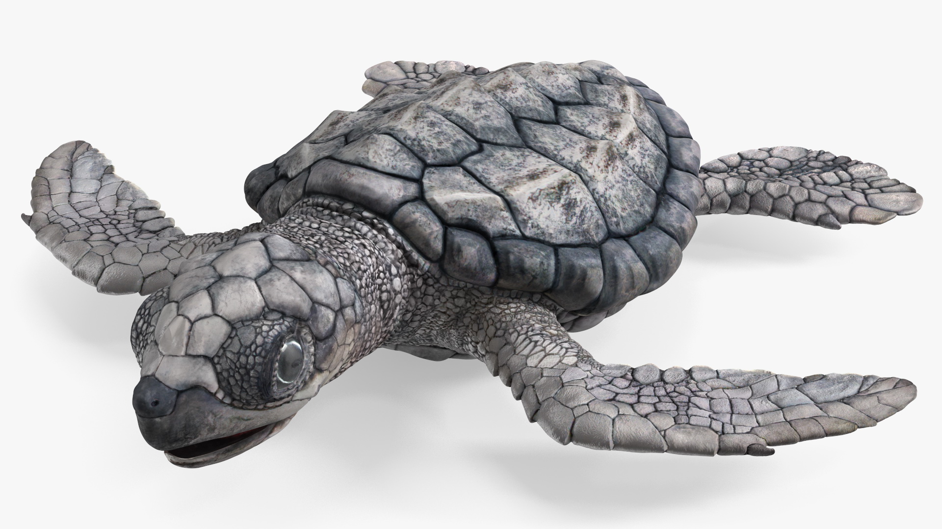 3D model Baby Sea Turtle Gray