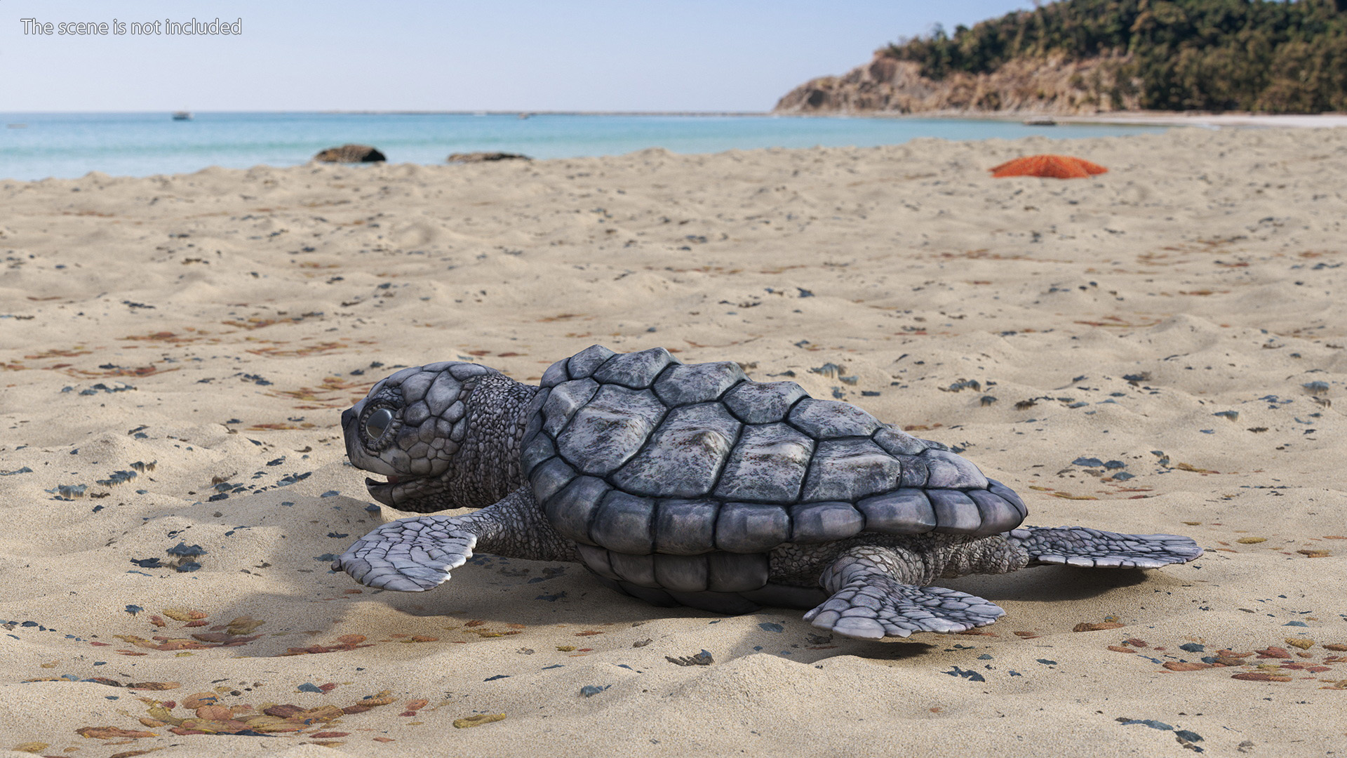 3D model Baby Sea Turtle Gray