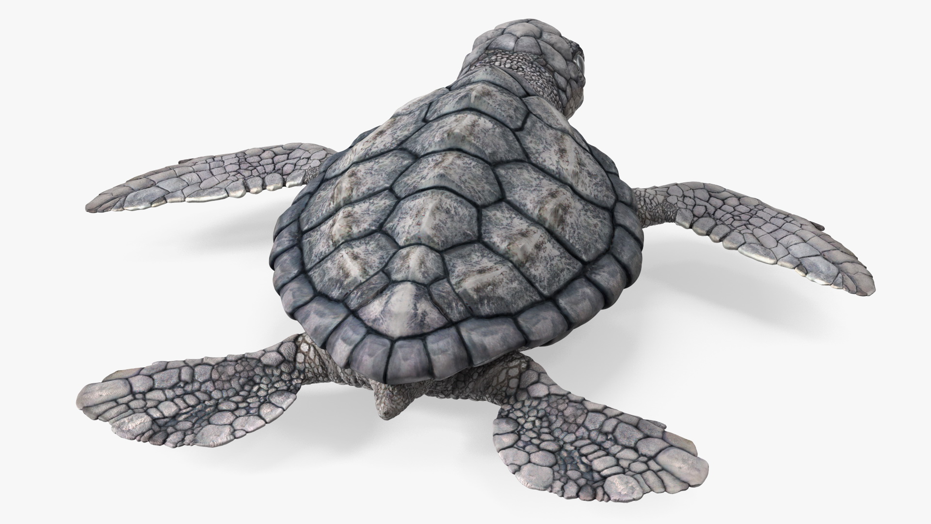 3D model Baby Sea Turtle Gray