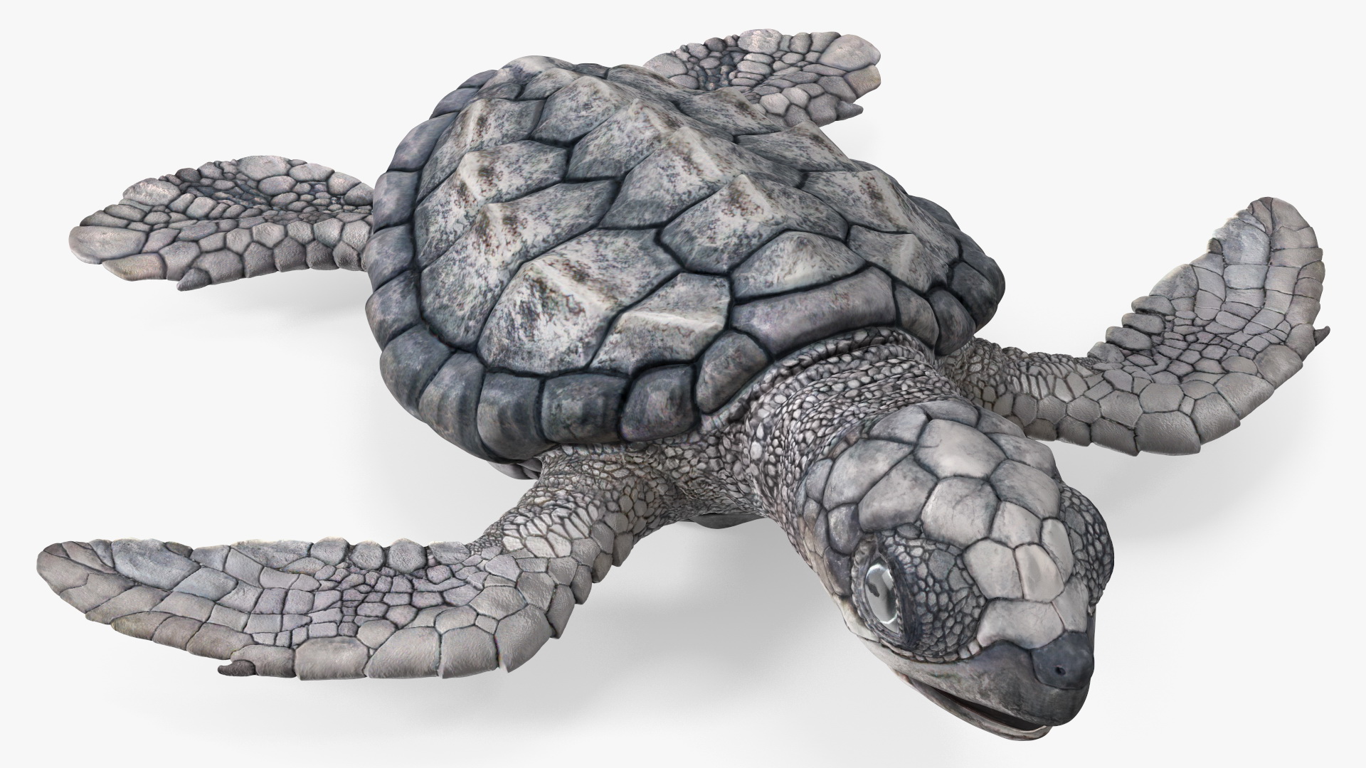 3D model Baby Sea Turtle Gray
