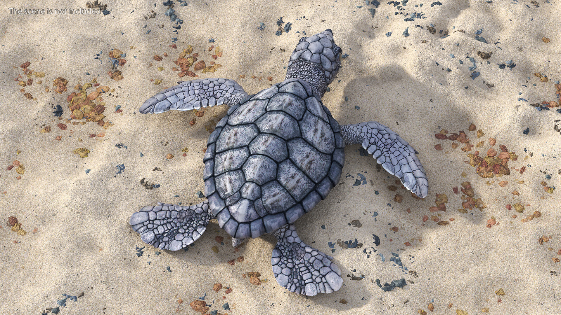 3D model Baby Sea Turtle Gray