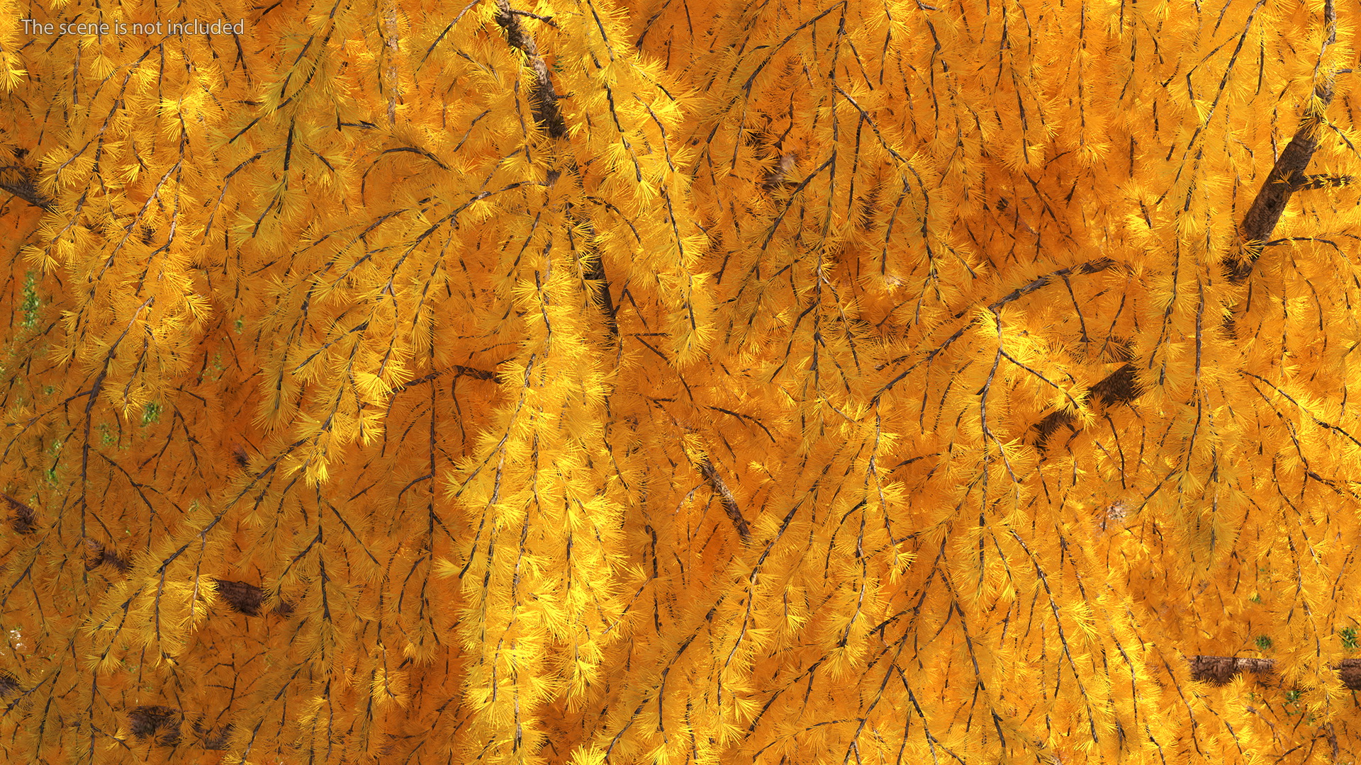 3D Tall Japanese Larch Tree Yellow