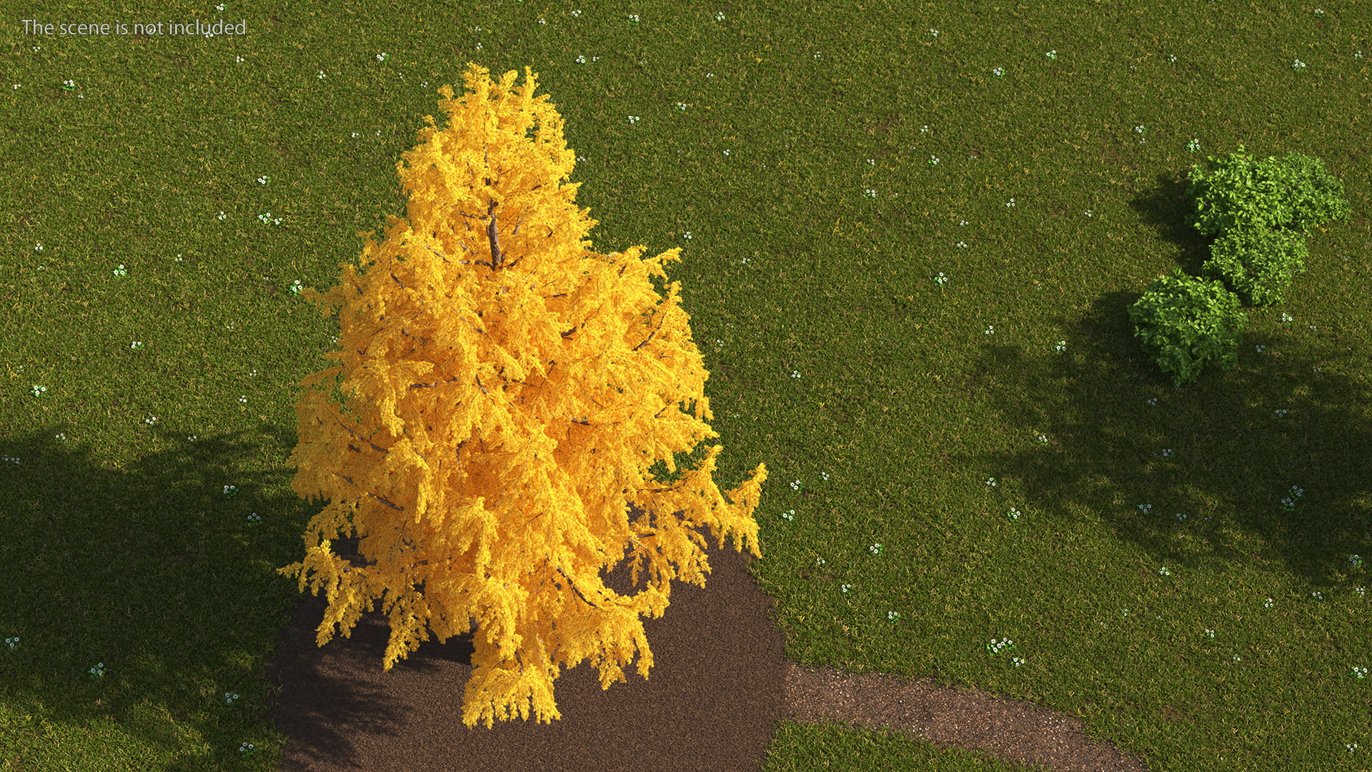 3D Tall Japanese Larch Tree Yellow