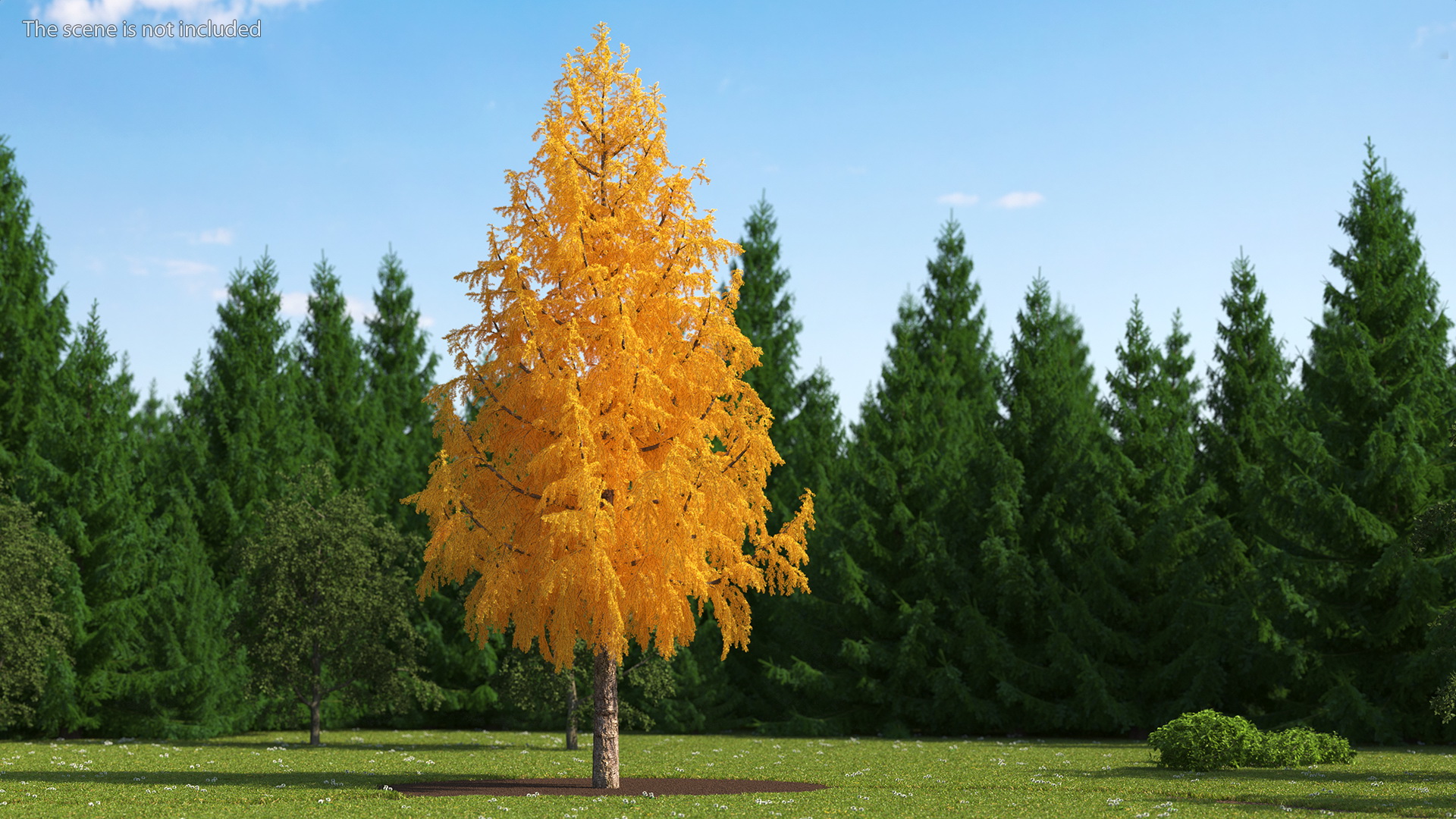 3D Tall Japanese Larch Tree Yellow