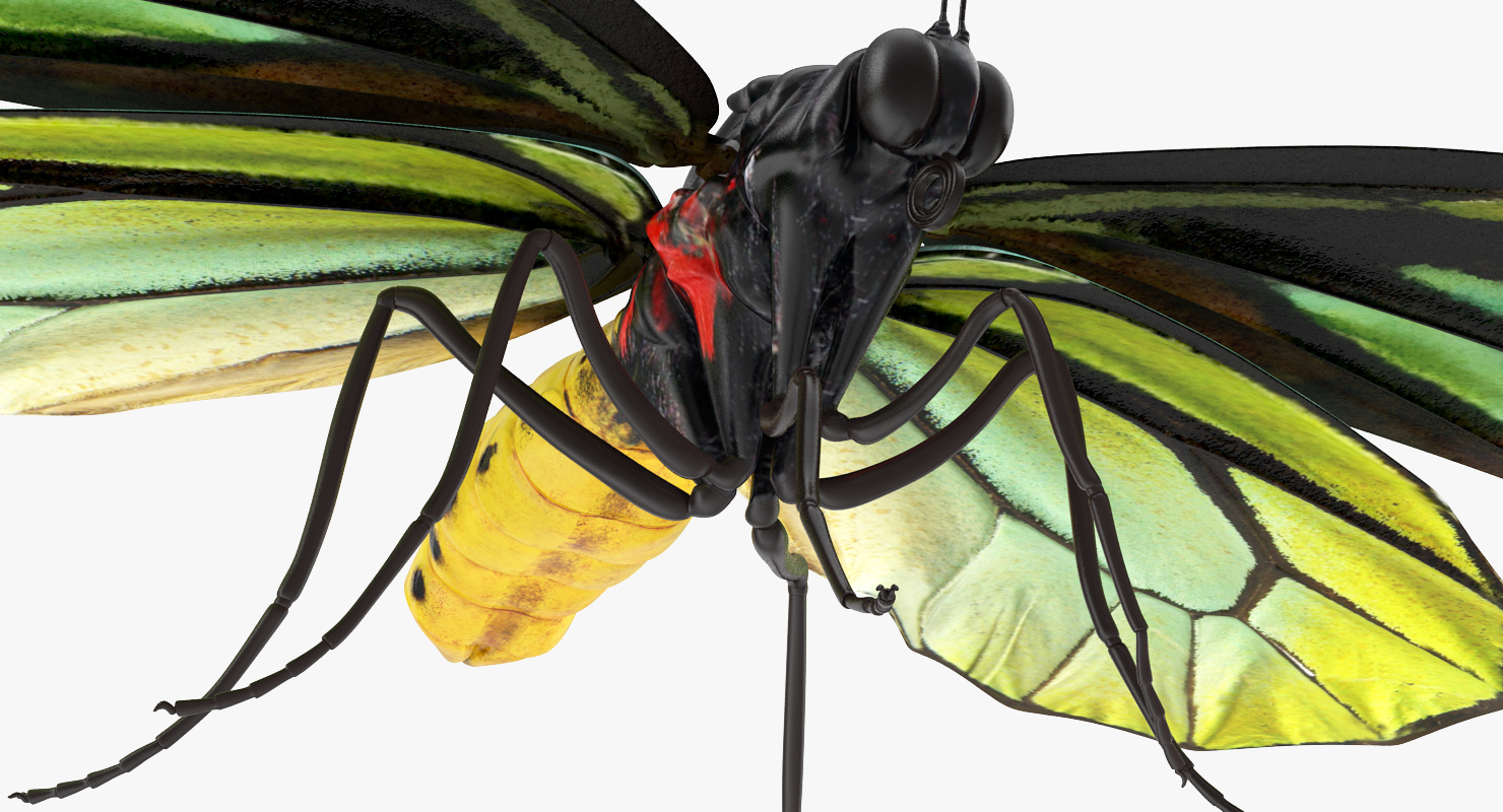 3D Ornithoptera Alexandrae Butterfly model