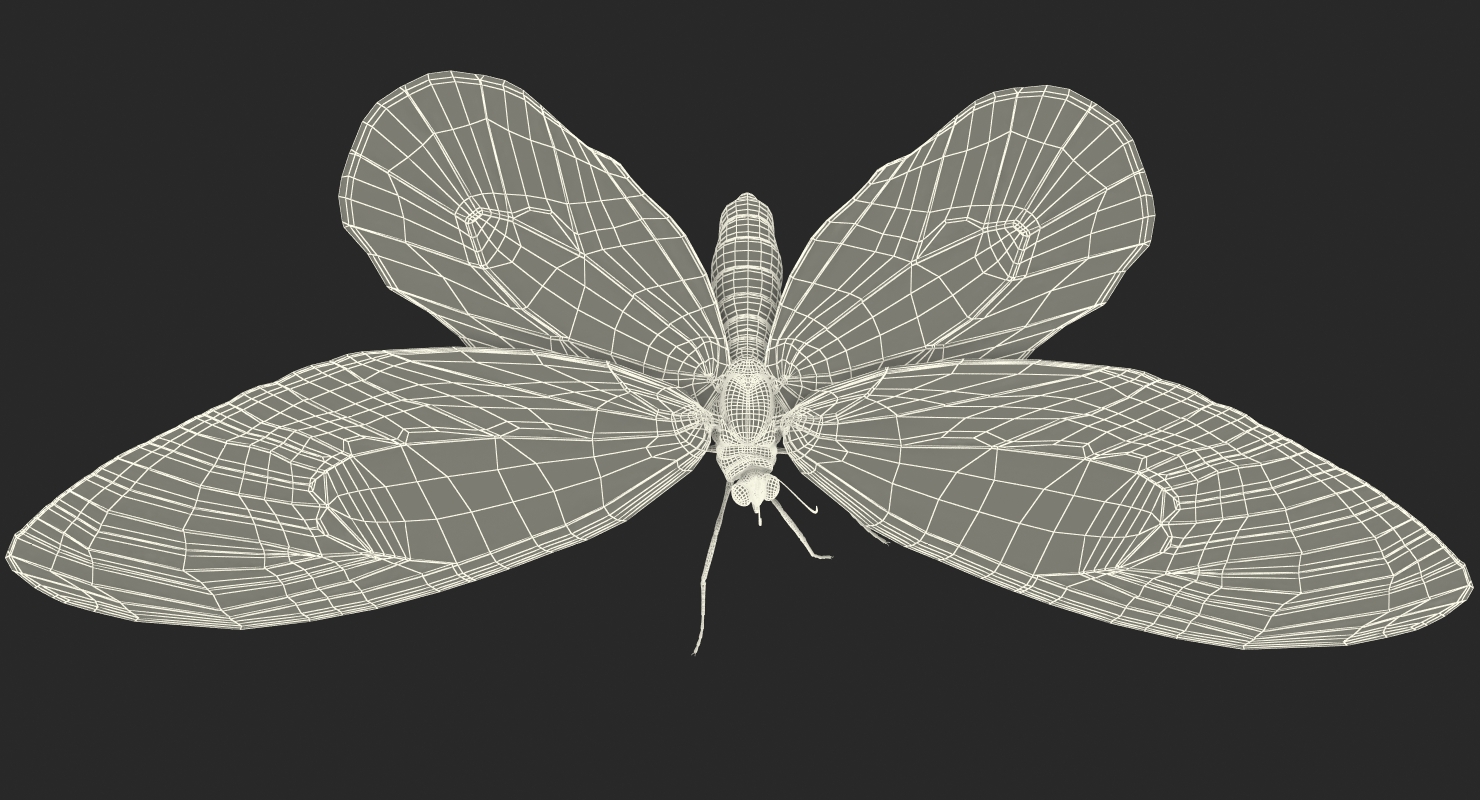 3D Ornithoptera Alexandrae Butterfly model