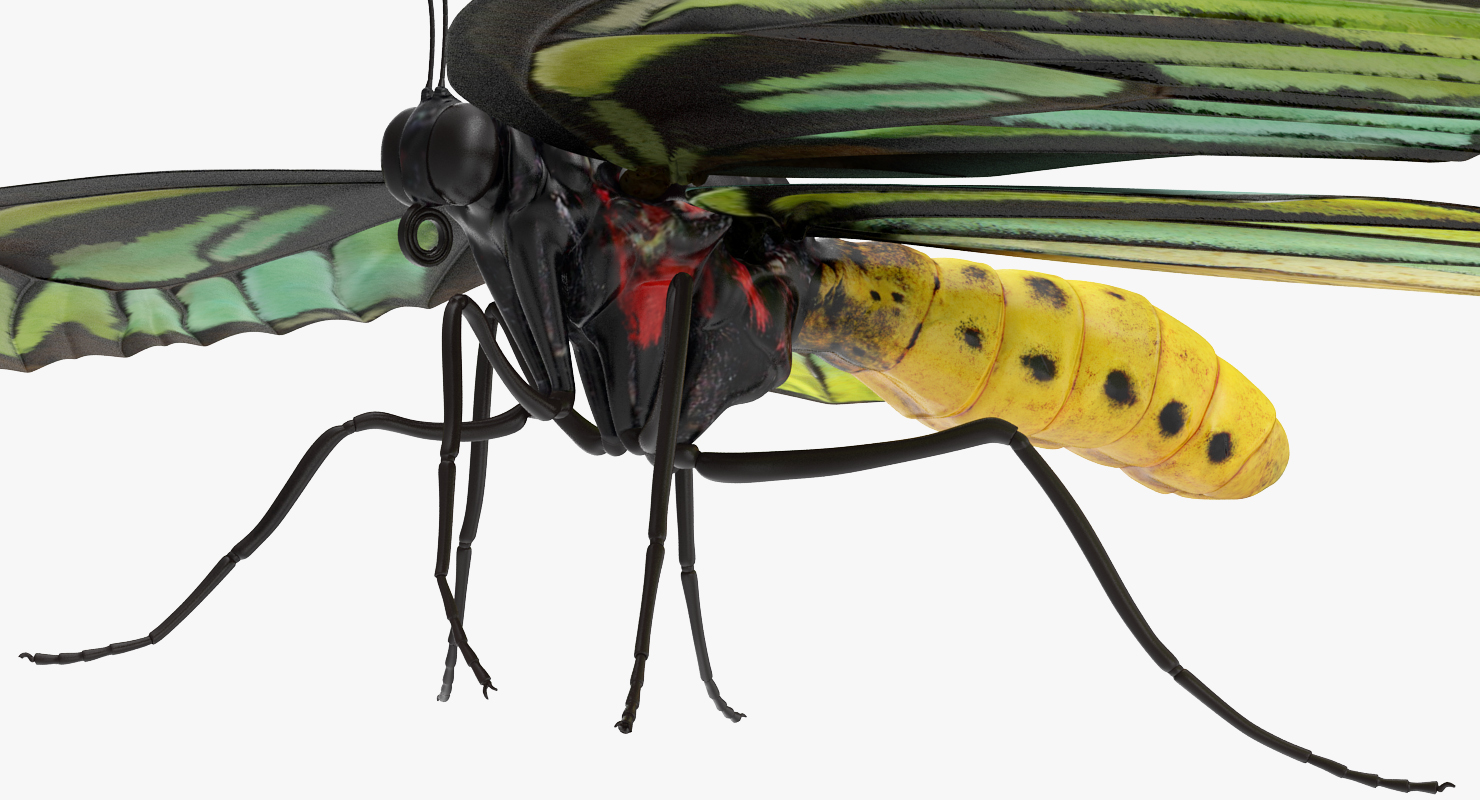 3D Ornithoptera Alexandrae Butterfly model