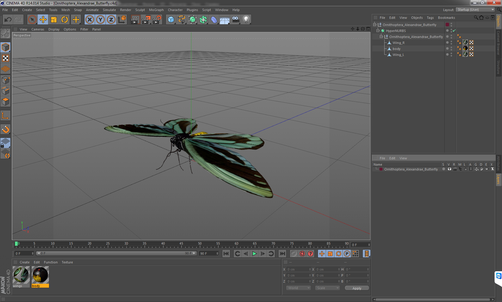 3D Ornithoptera Alexandrae Butterfly model