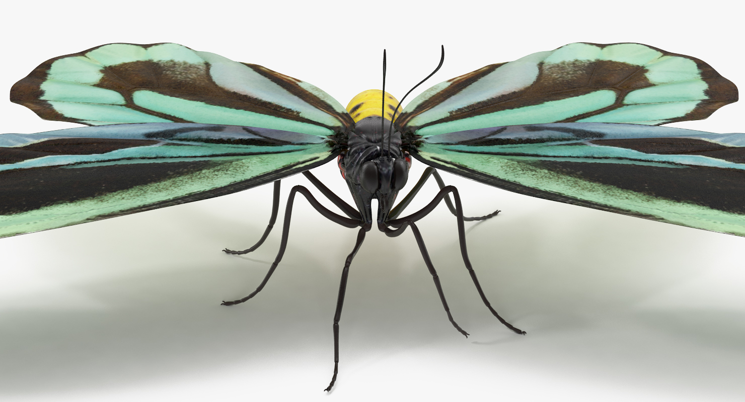 3D Ornithoptera Alexandrae Butterfly model