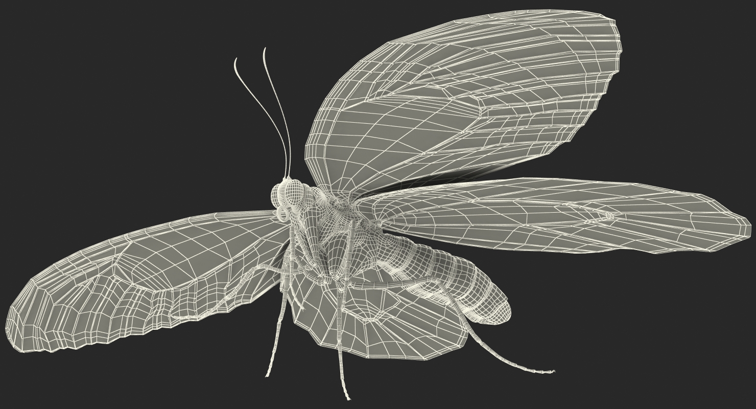 3D Ornithoptera Alexandrae Butterfly model