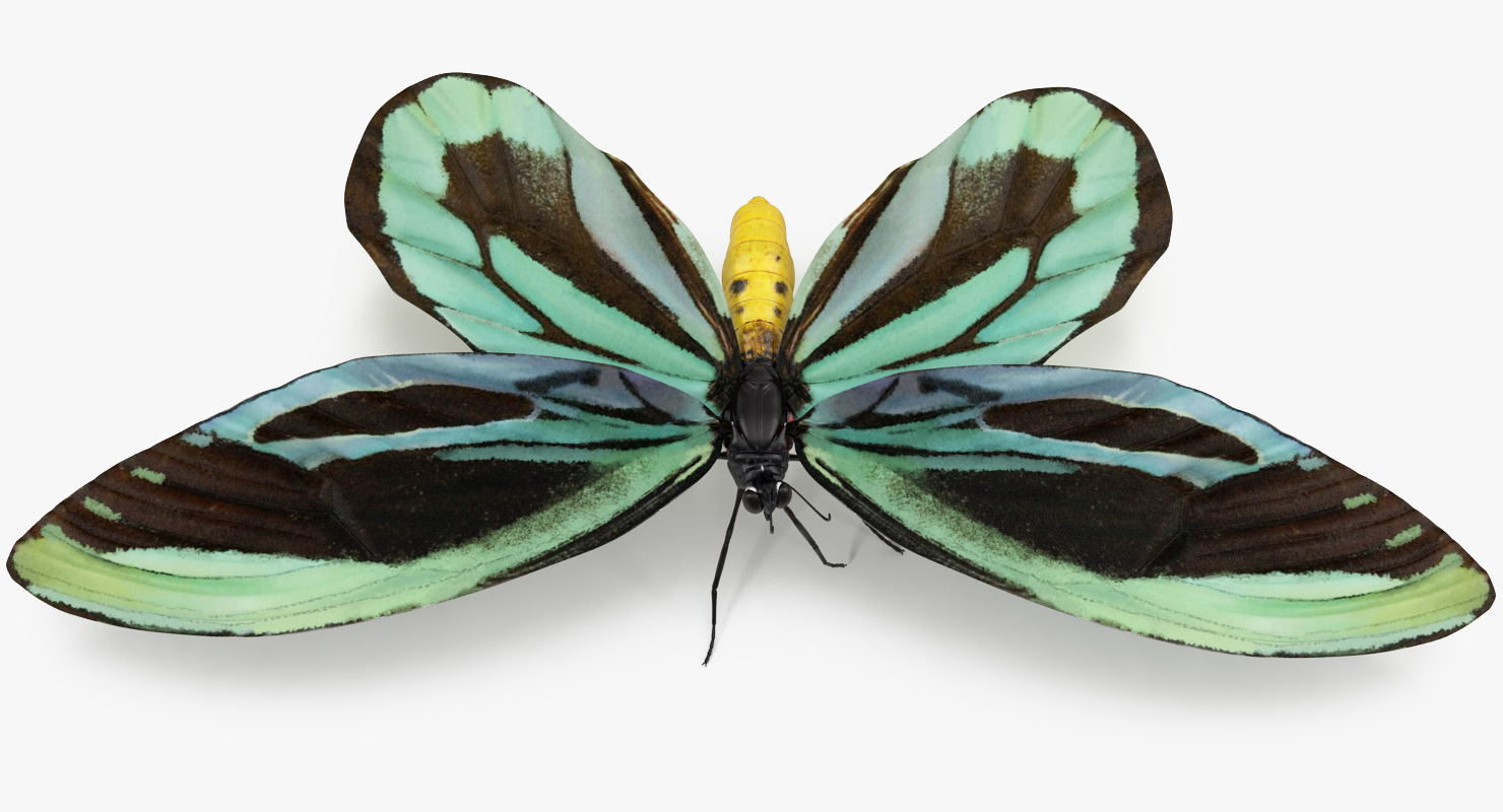 3D Ornithoptera Alexandrae Butterfly model
