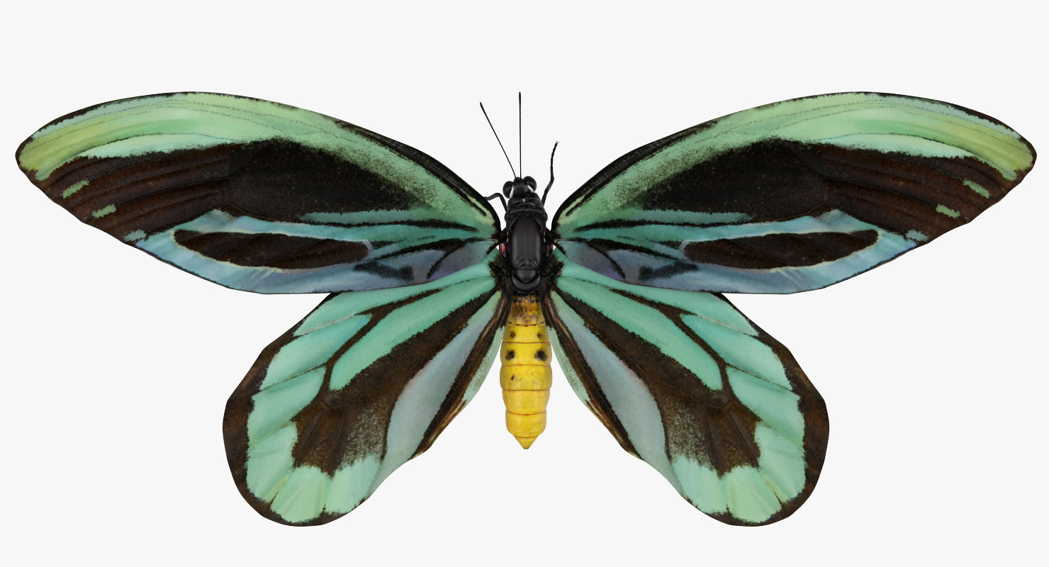 3D Ornithoptera Alexandrae Butterfly model