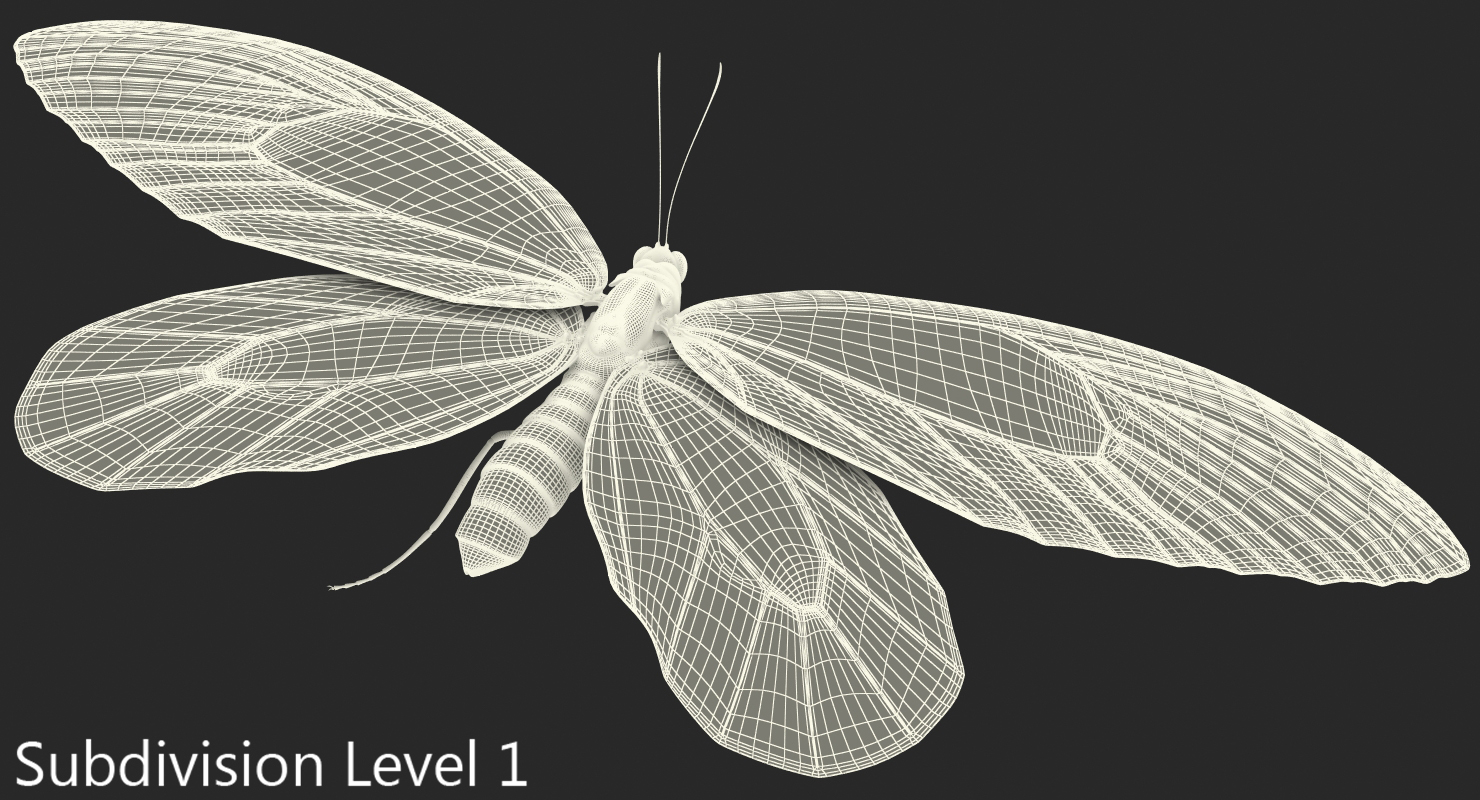 3D Ornithoptera Alexandrae Butterfly model