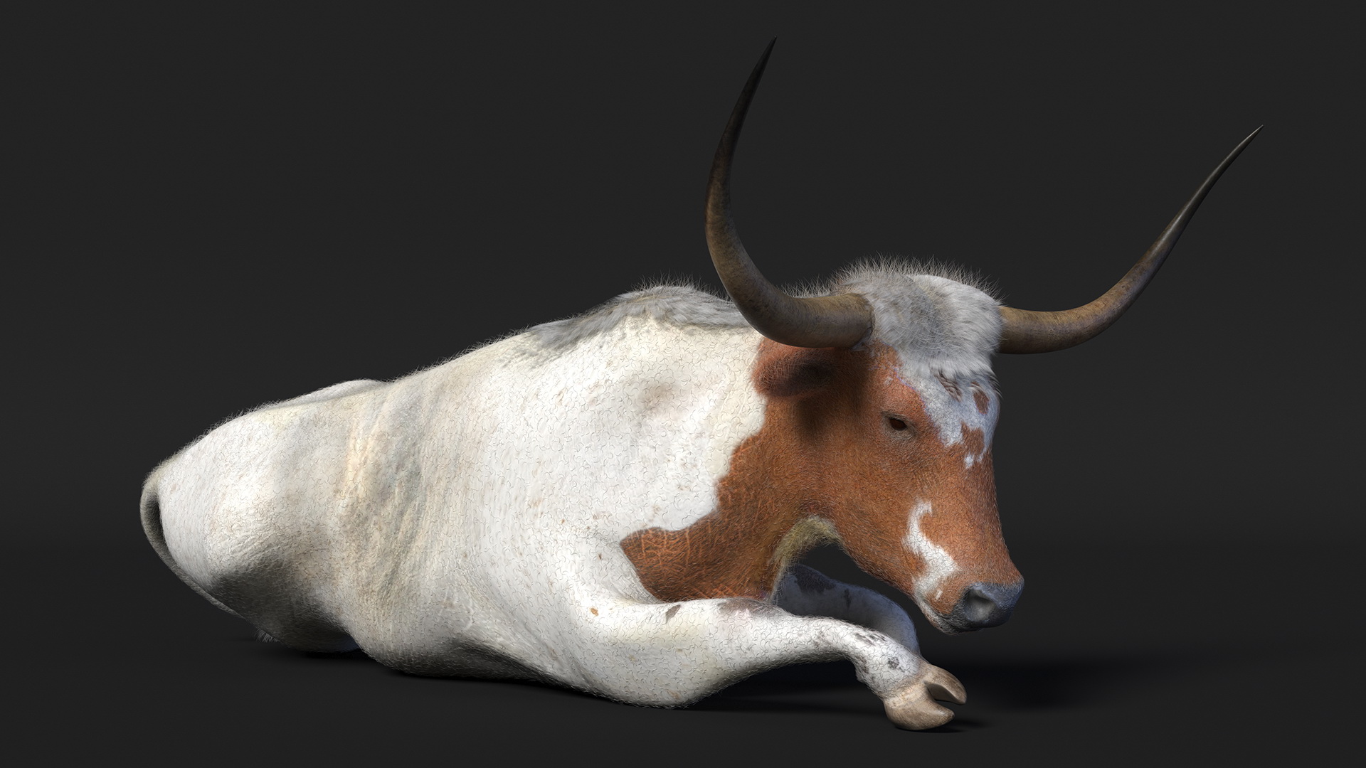 3D model Lying Longhorn Bull White Color Fur