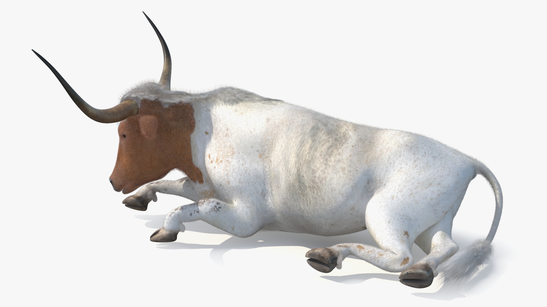3D model Lying Longhorn Bull White Color Fur