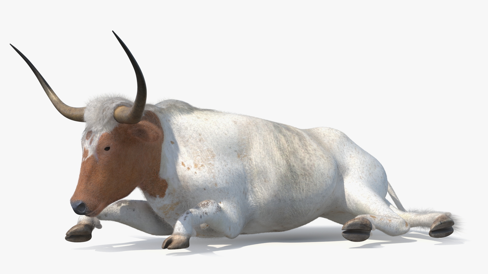 3D model Lying Longhorn Bull White Color Fur