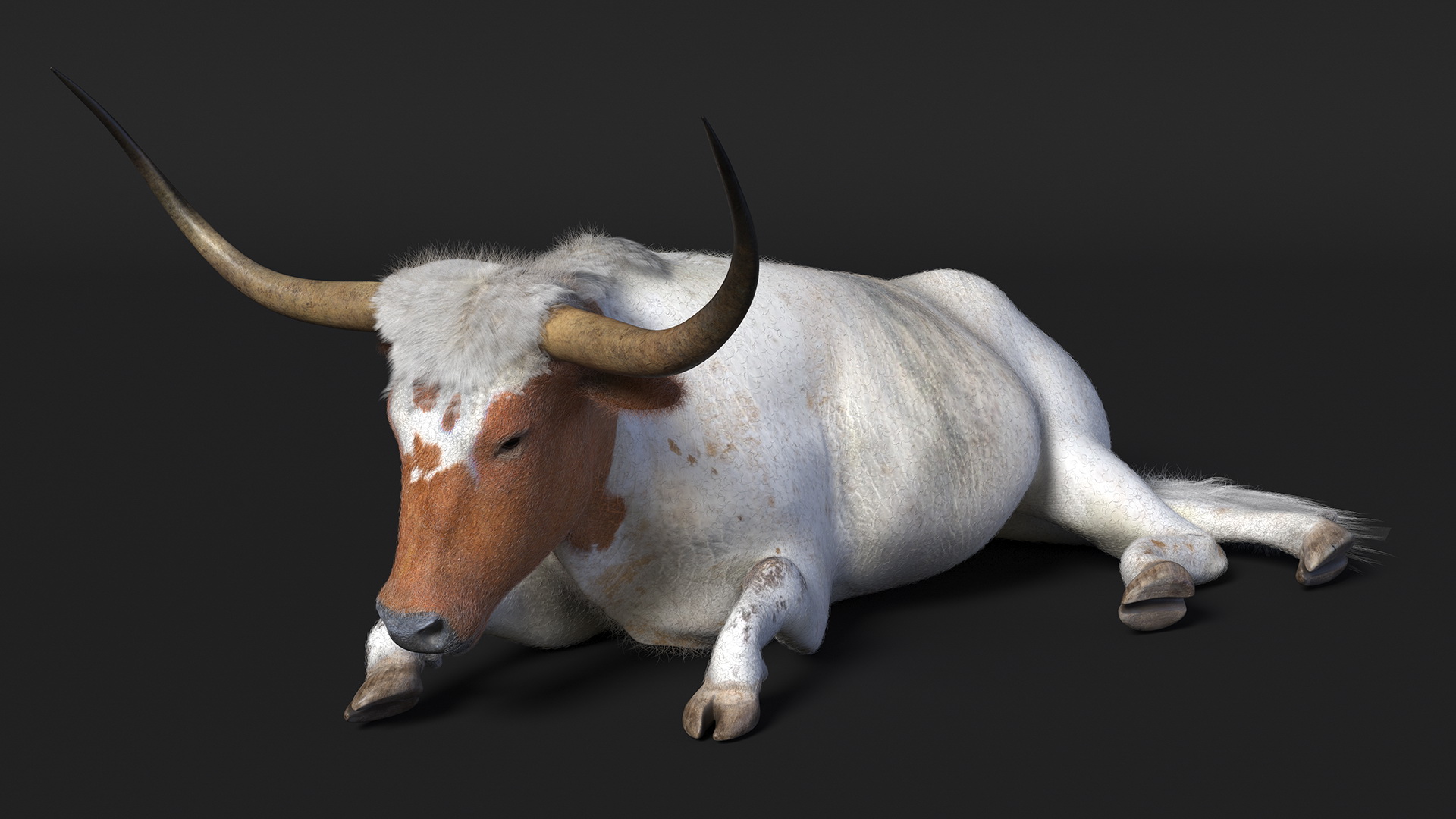 3D model Lying Longhorn Bull White Color Fur