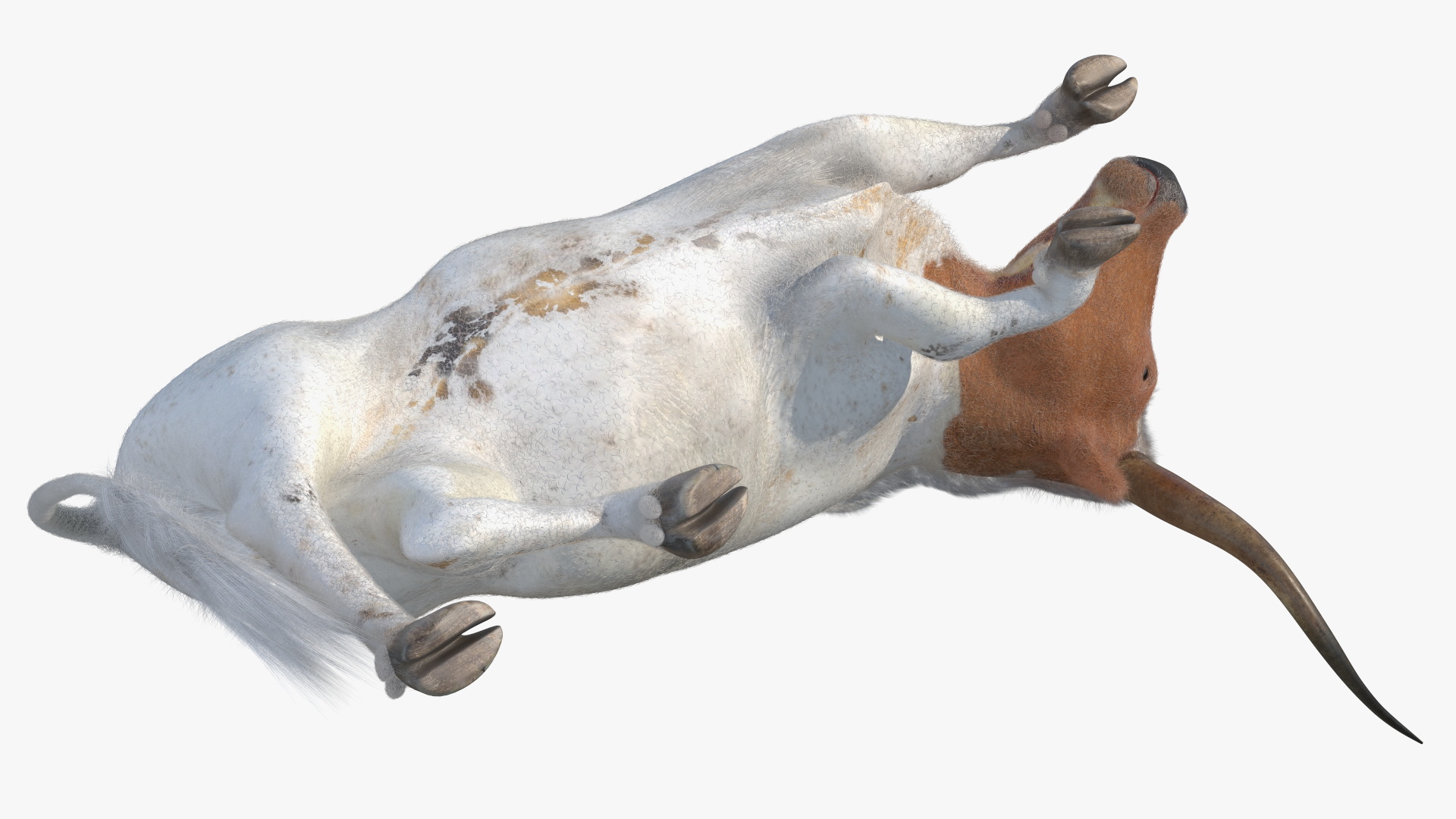 3D model Lying Longhorn Bull White Color Fur