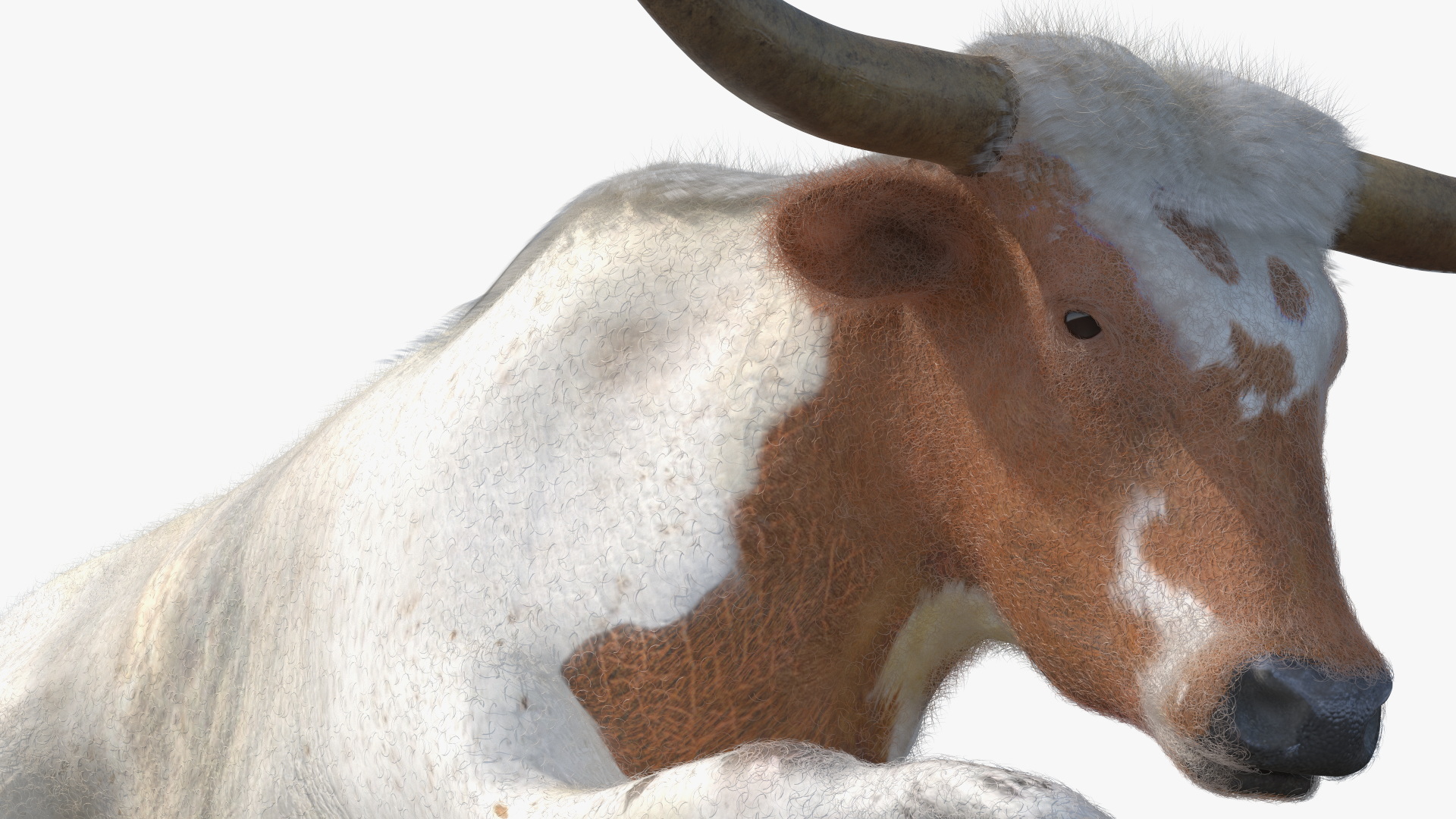 3D model Lying Longhorn Bull White Color Fur