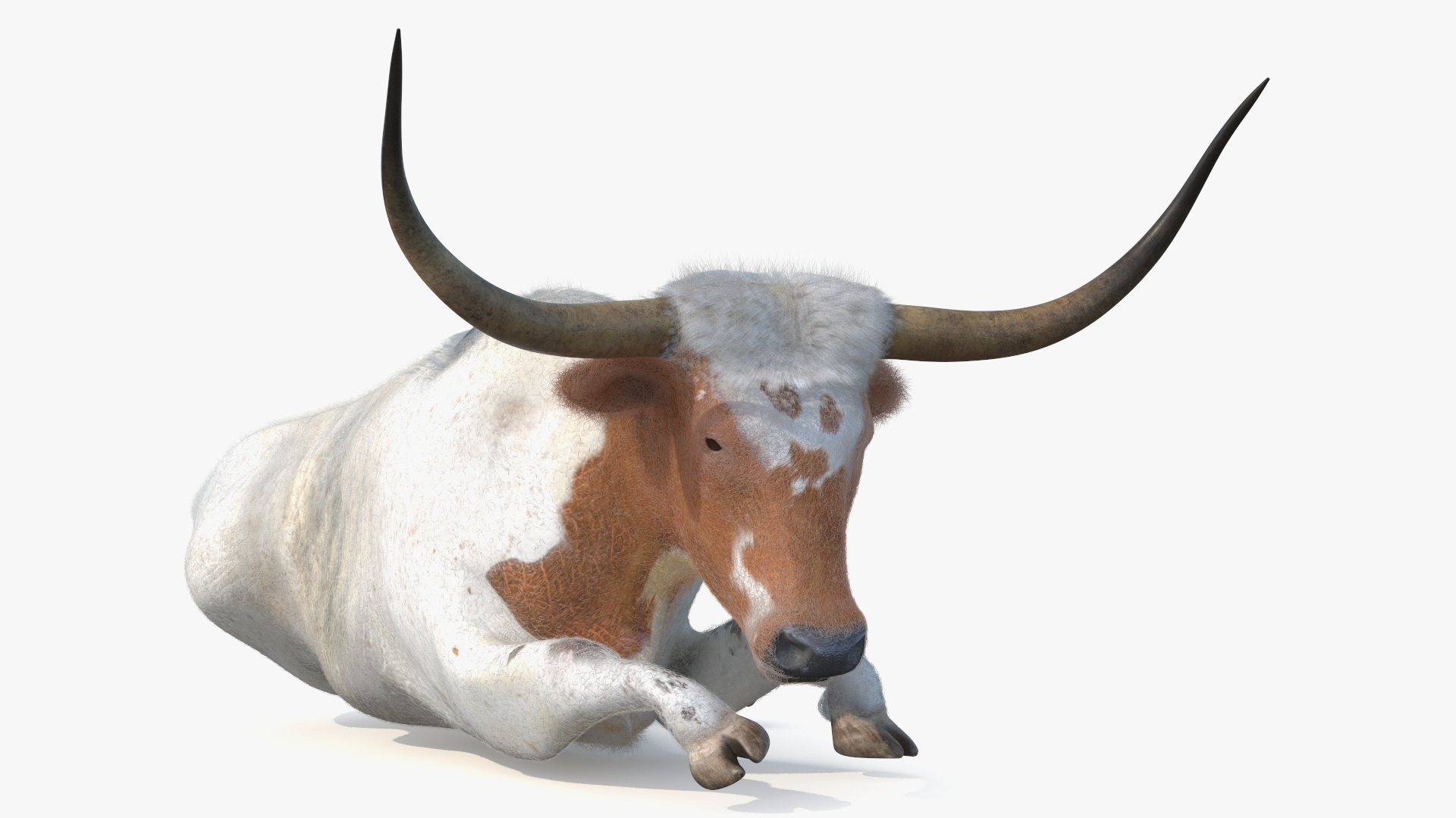 3D model Lying Longhorn Bull White Color Fur