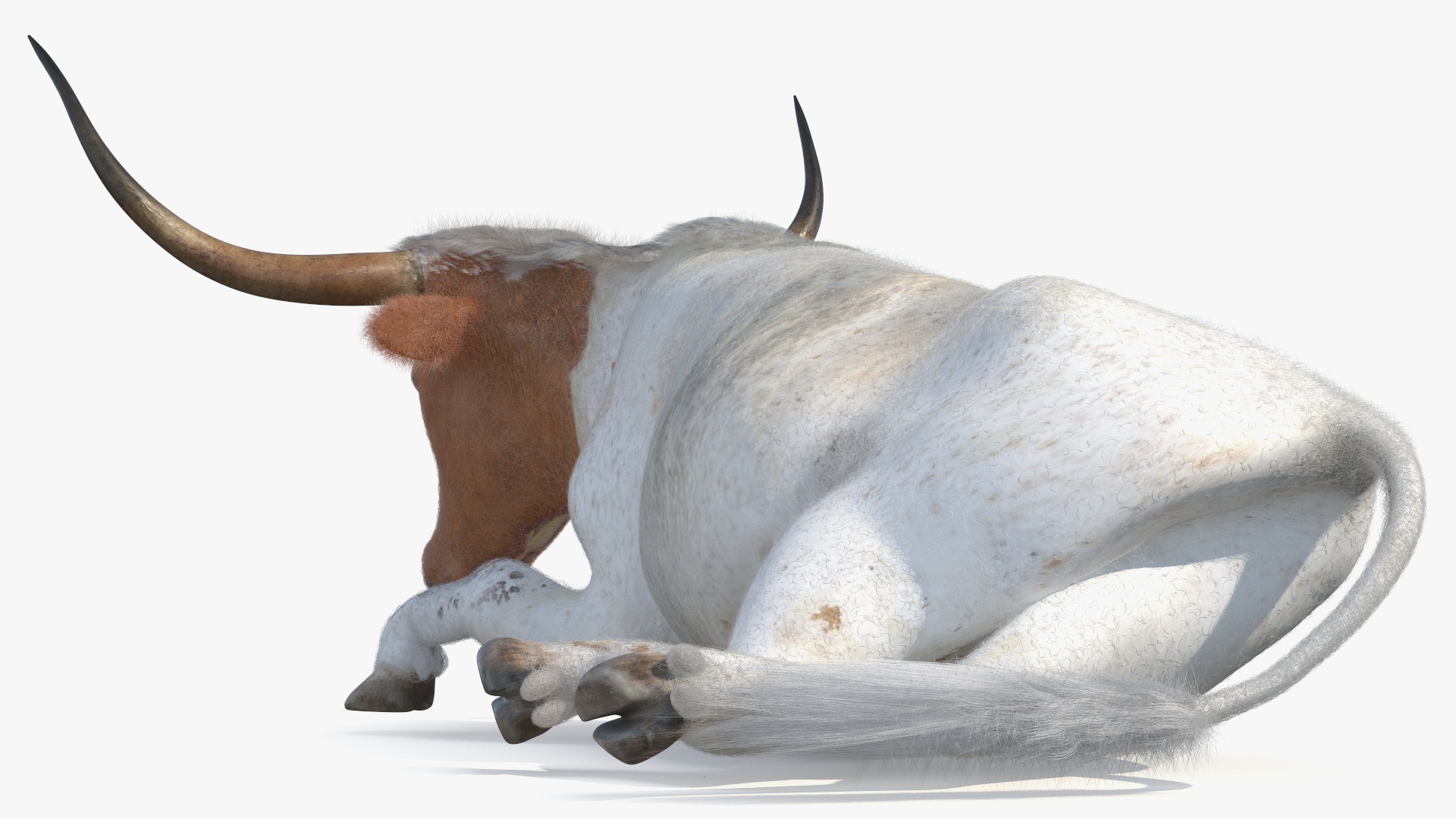3D model Lying Longhorn Bull White Color Fur