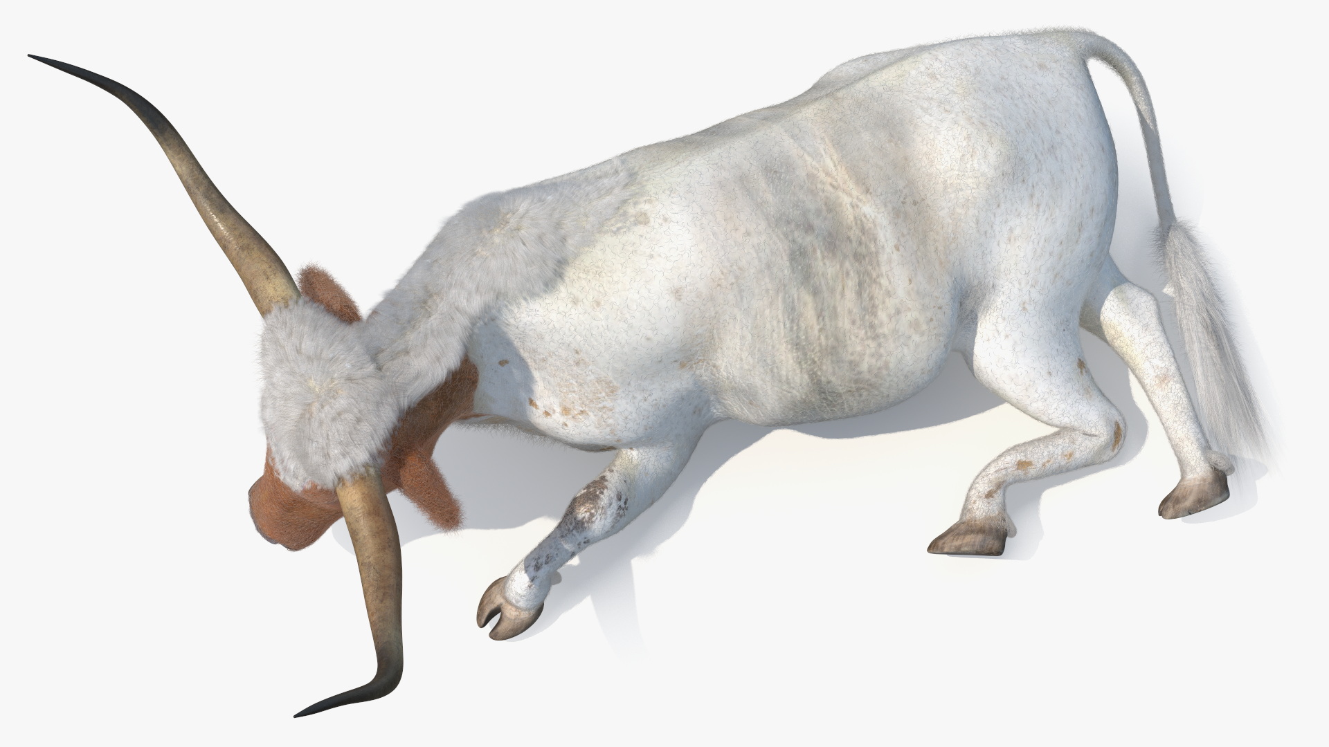 3D model Lying Longhorn Bull White Color Fur